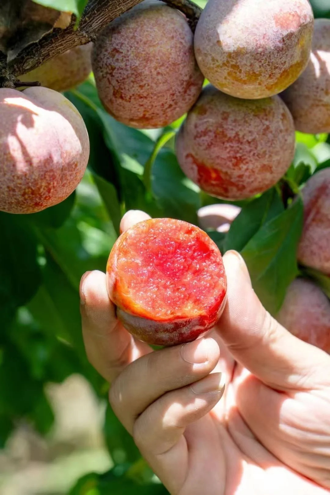 好想吃水果零食！