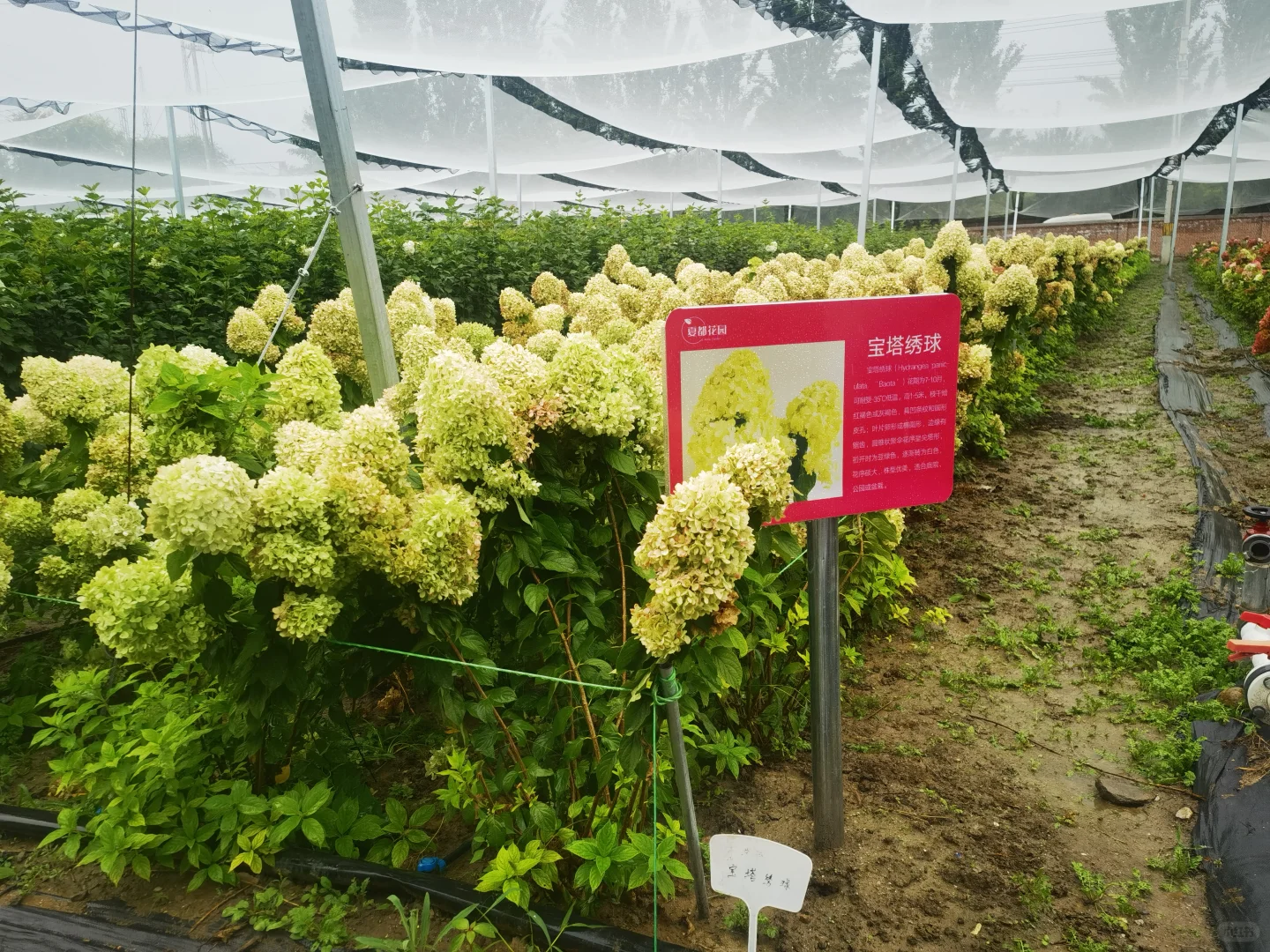 2025北京风沙源绣球推介会