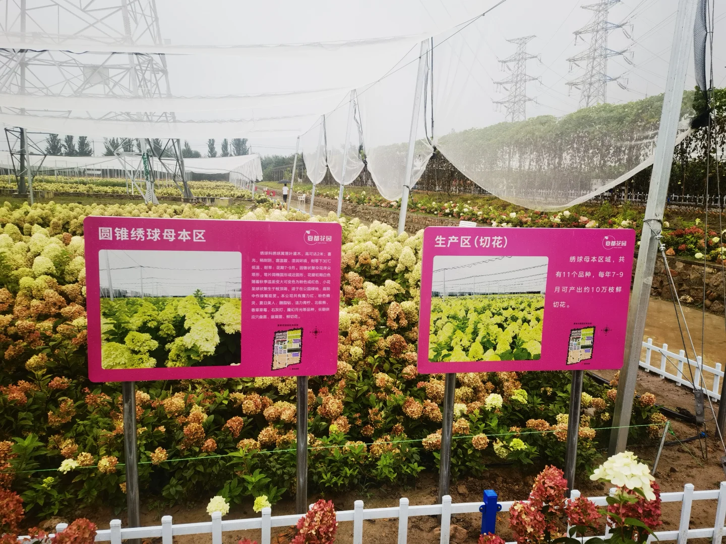 2025北京风沙源绣球推介会