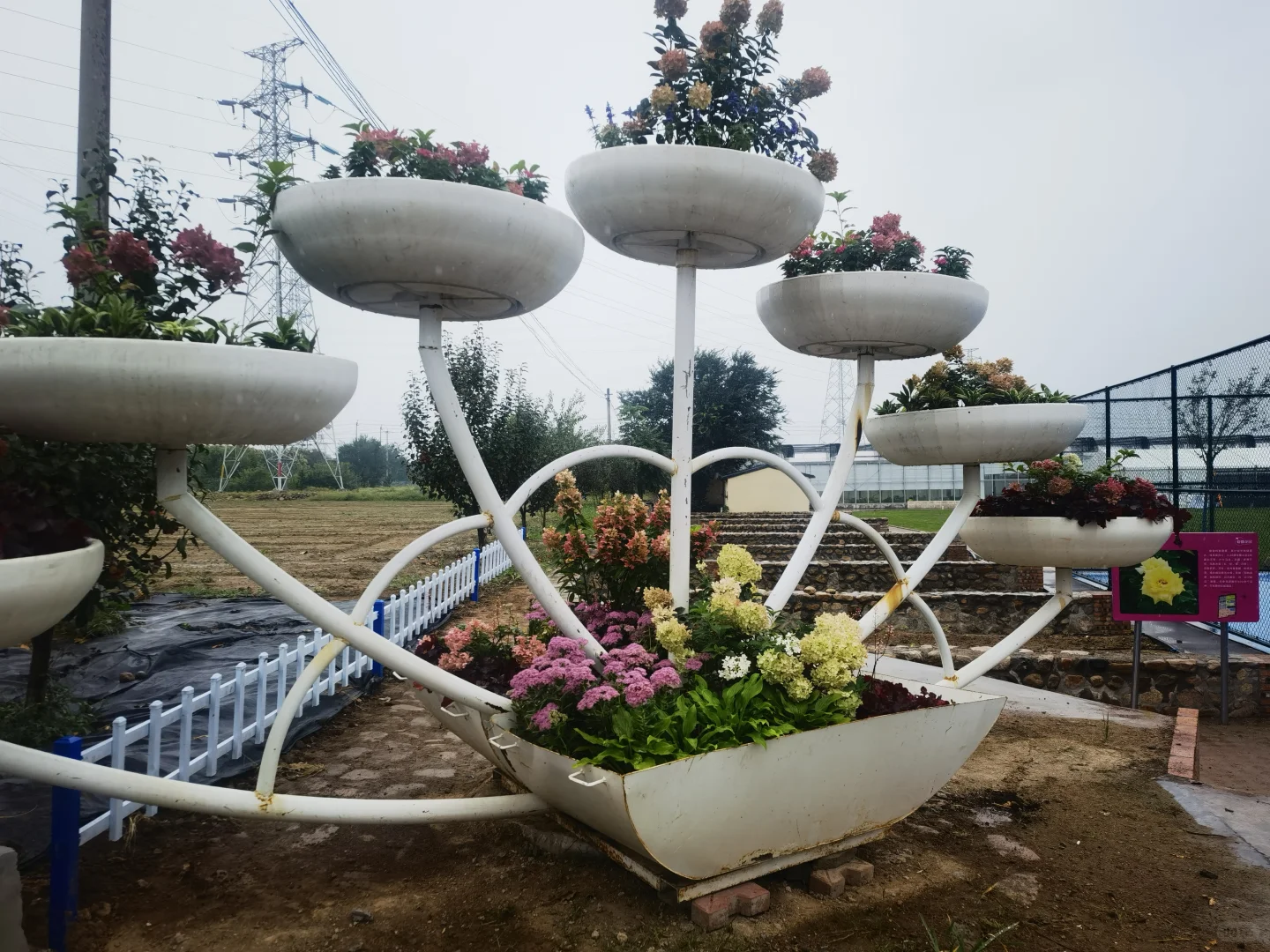 2025北京风沙源绣球推介会