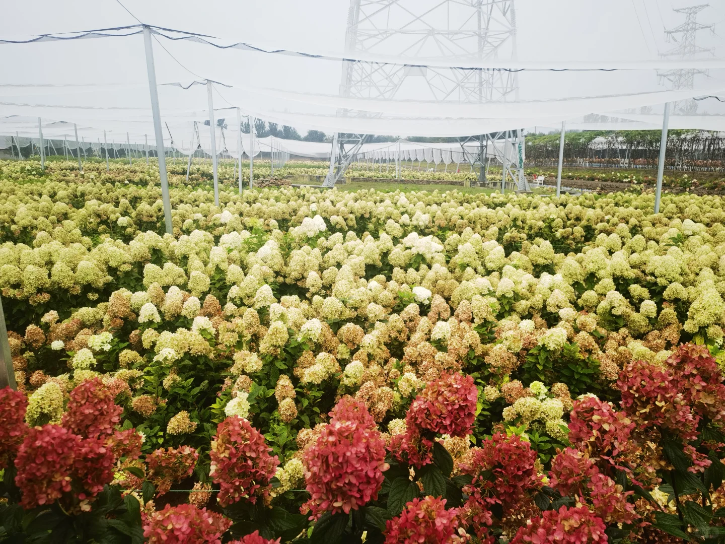 2025北京风沙源绣球推介会