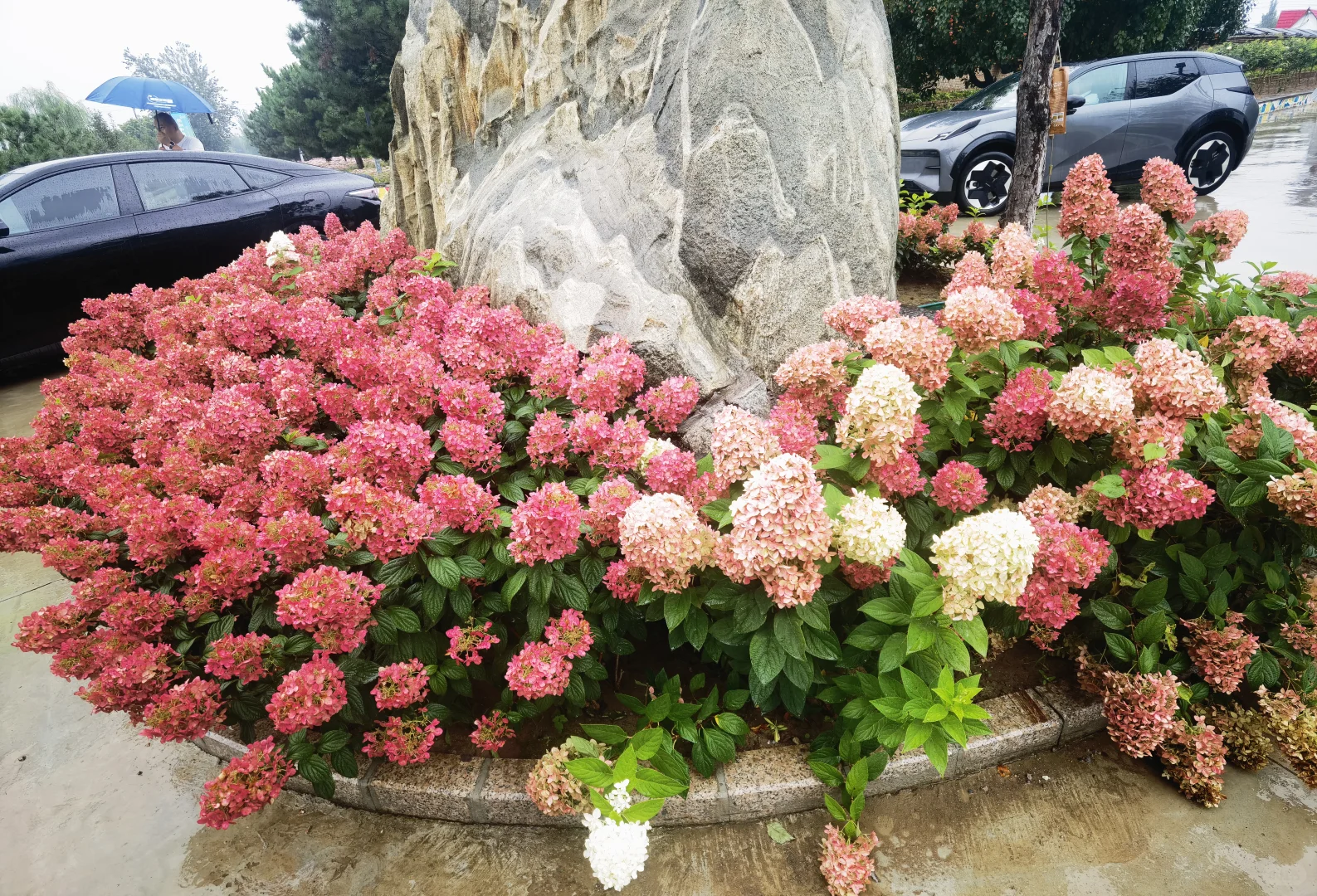 2025北京风沙源绣球推介会