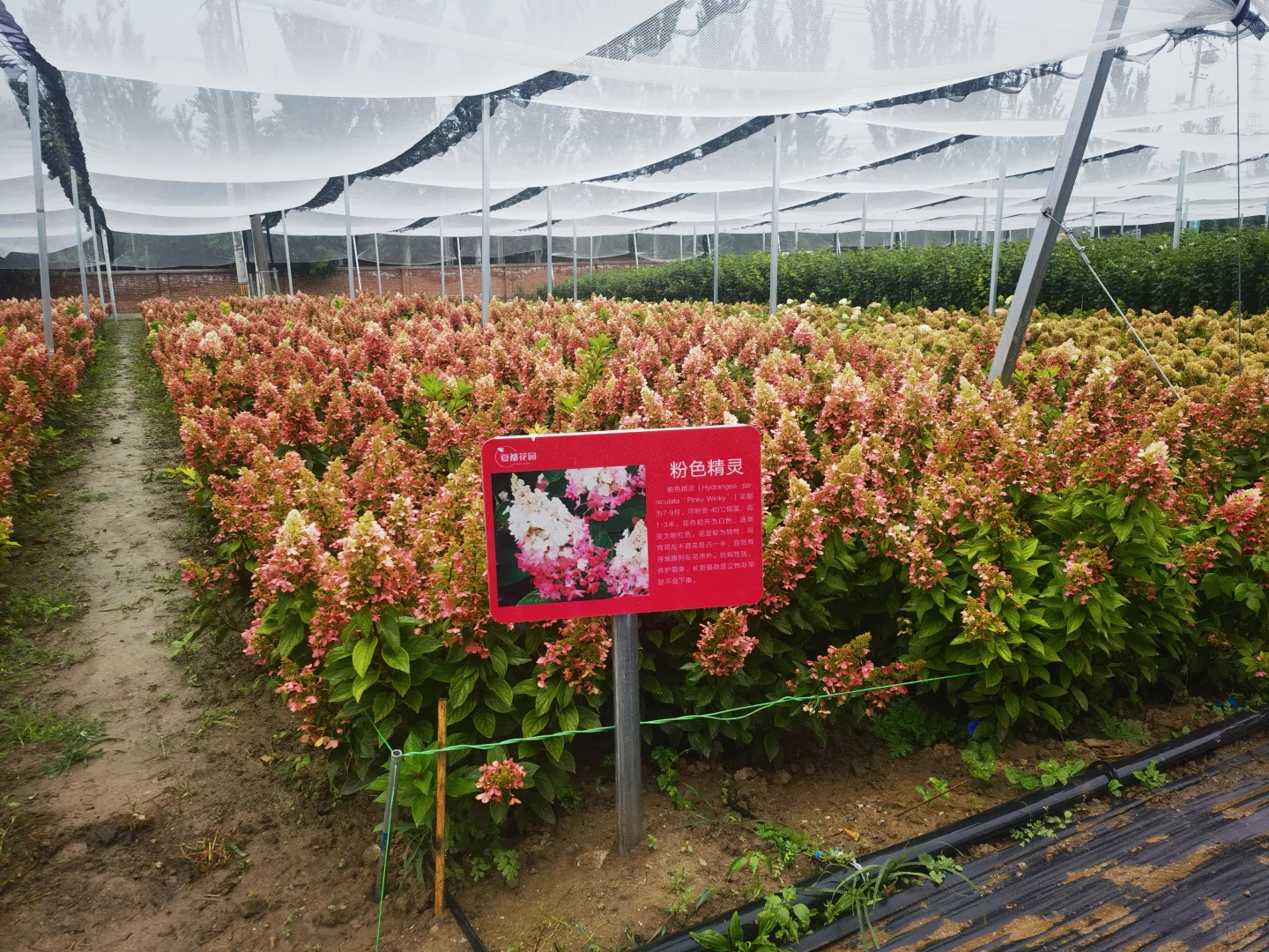 2025北京风沙源绣球推介会