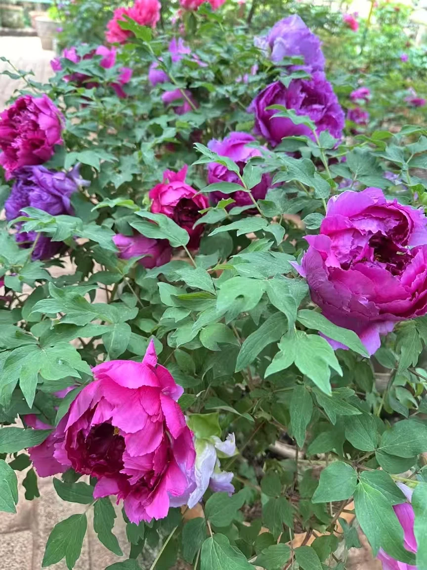 行业声援背后的利益纠葛：江湖深处的故事