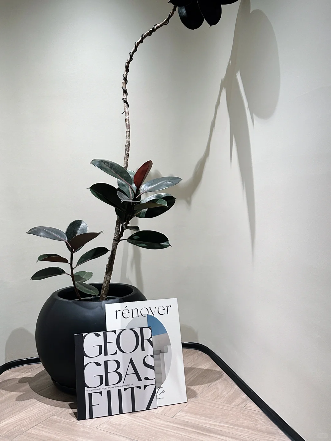 新家的100个快递｜被这颗绿植美哭了?