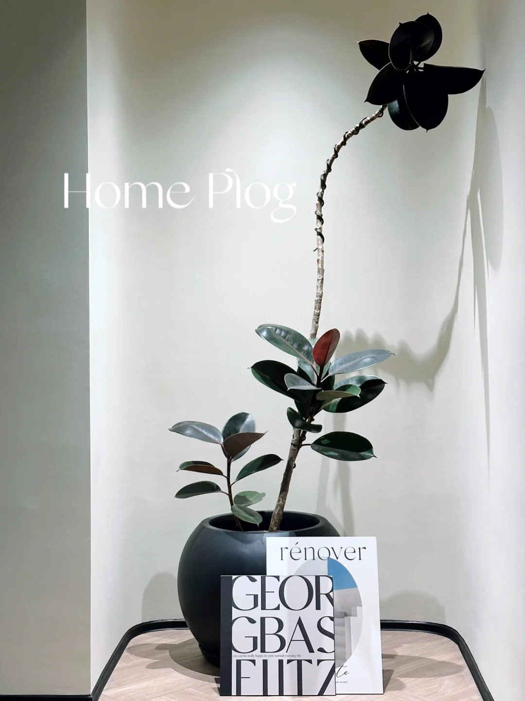 新家的100个快递｜被这颗绿植美哭了?