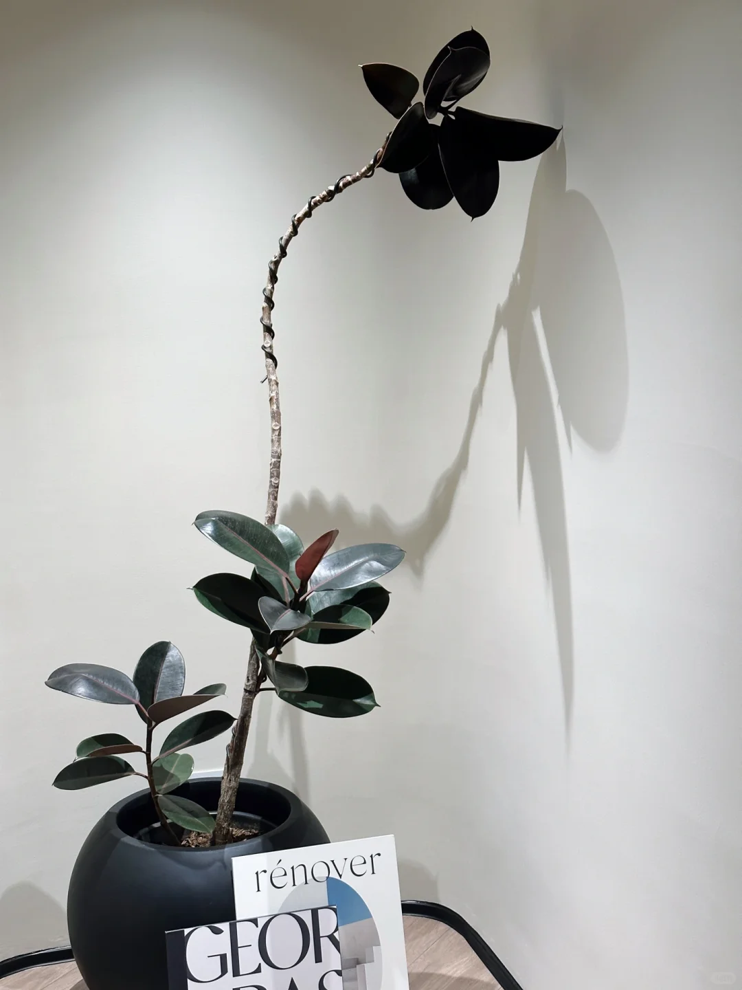 新家的100个快递｜被这颗绿植美哭了?