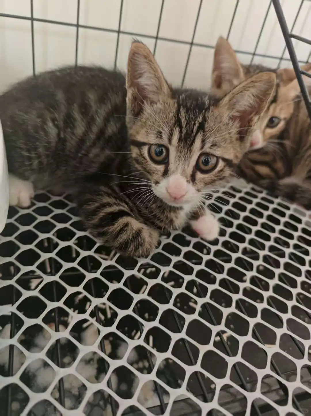 你别过来啊啊啊啊