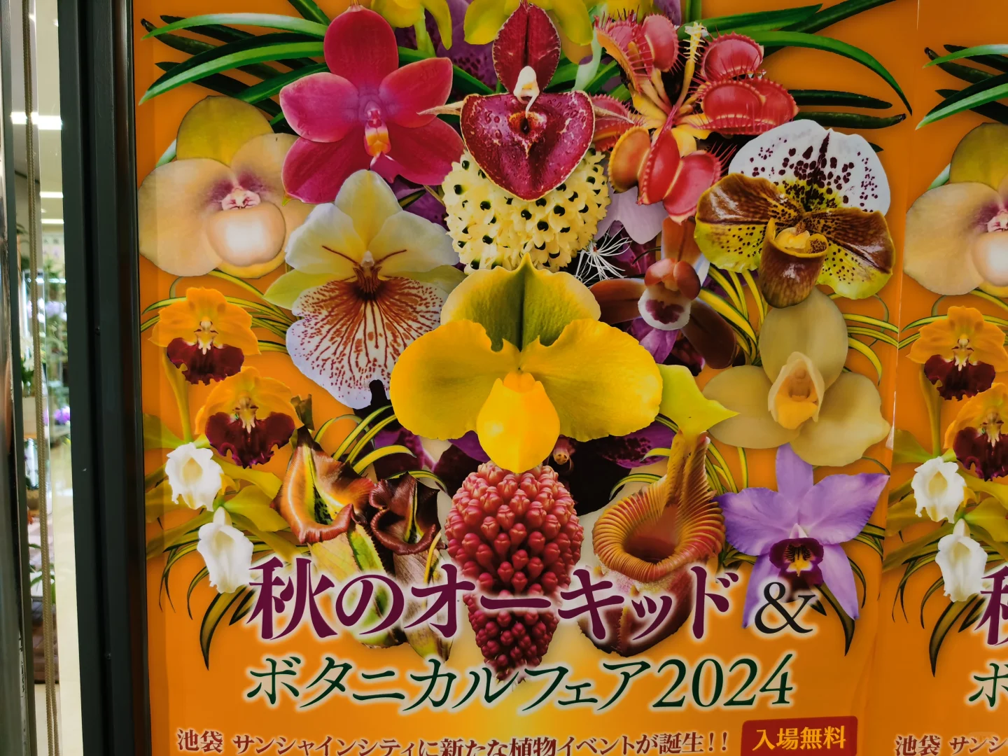池袋阳光城文化会馆秋季兰花展销会