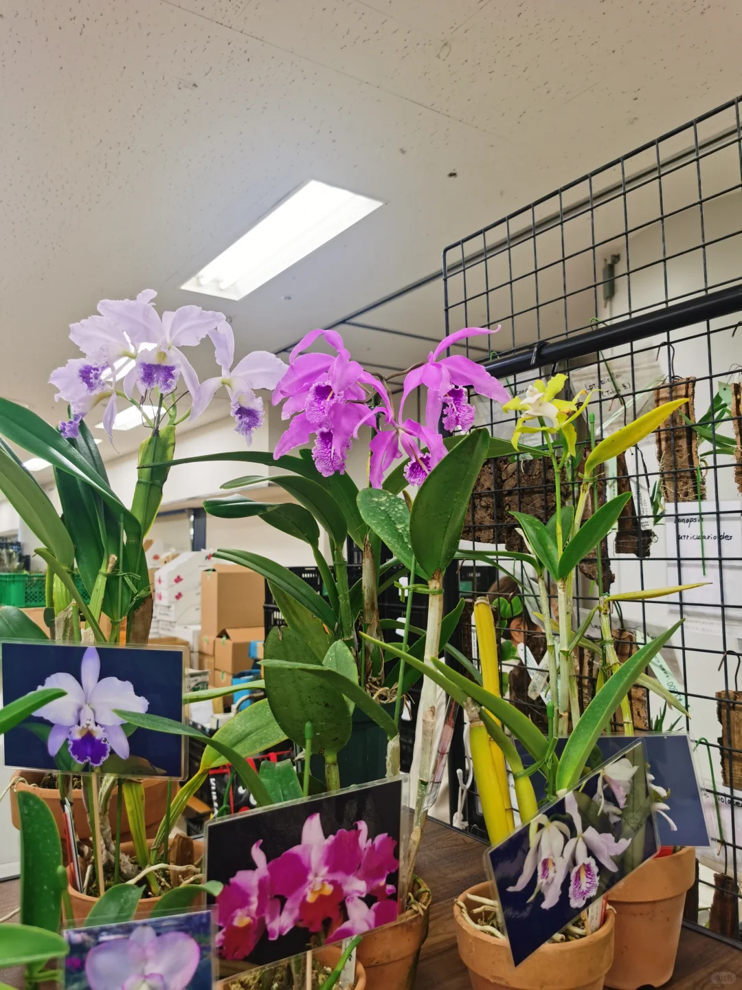 池袋阳光城文化会馆秋季兰花展销会