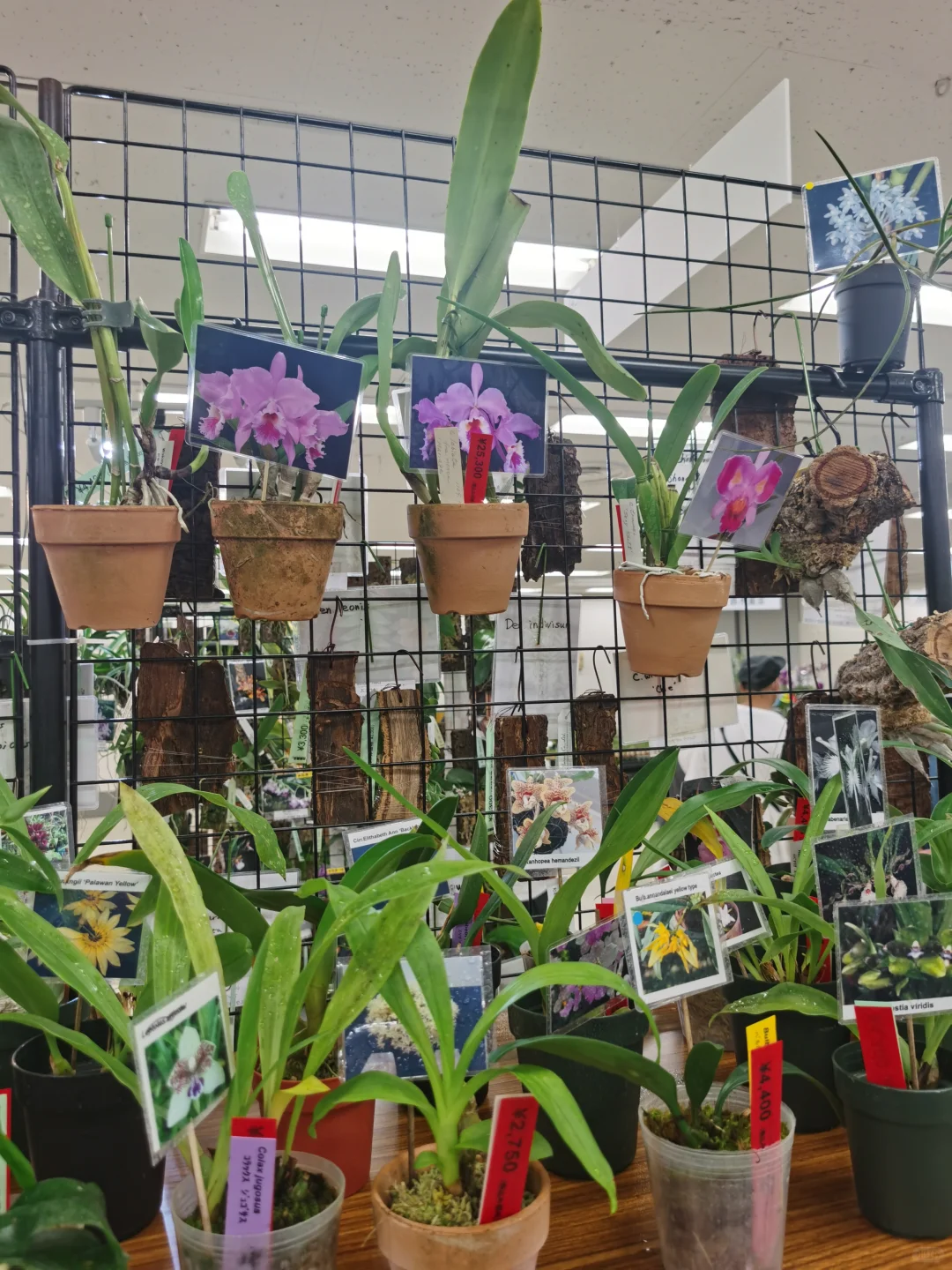 池袋阳光城文化会馆秋季兰花展销会