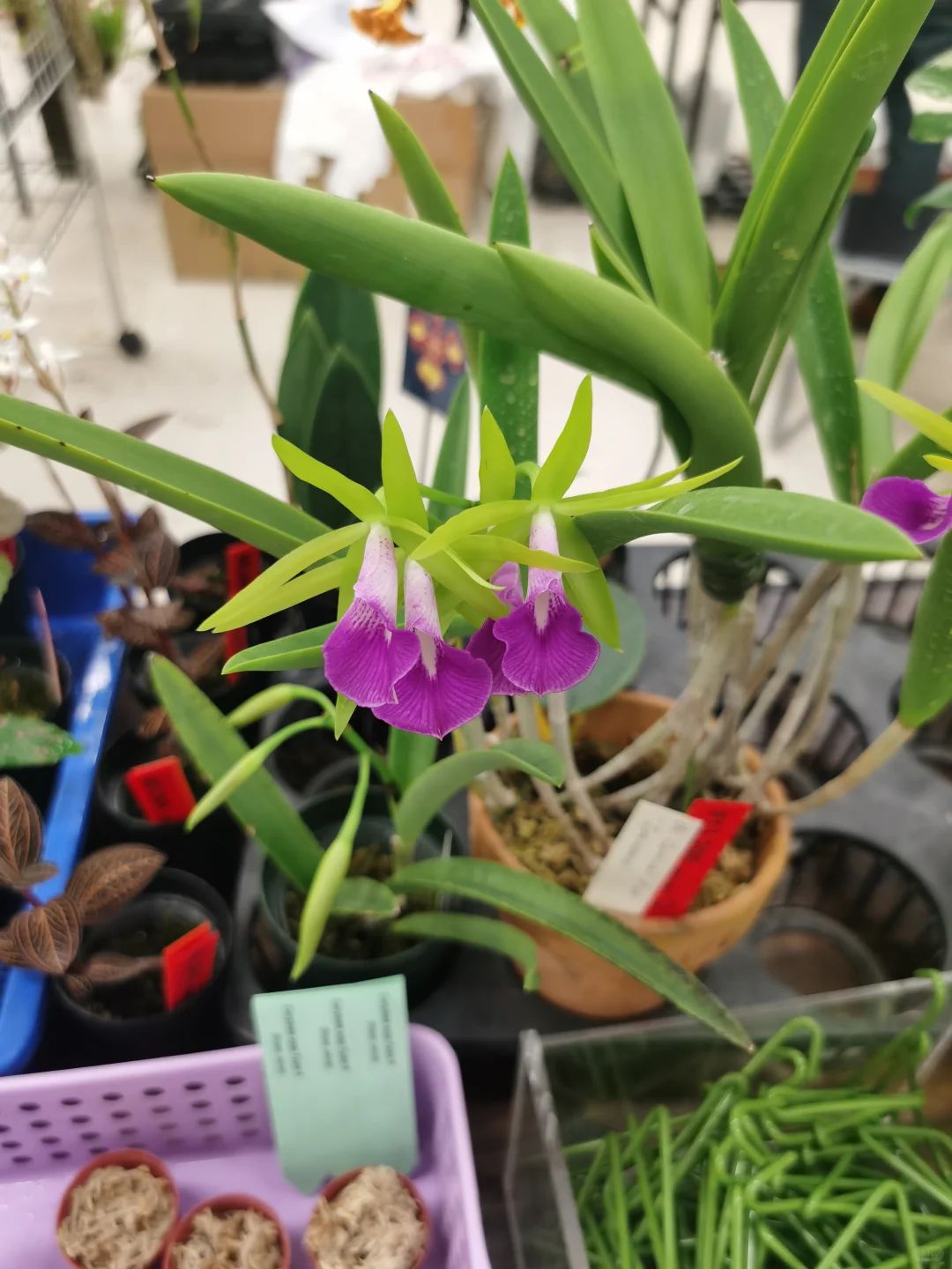 池袋阳光城文化会馆秋季兰花展销会