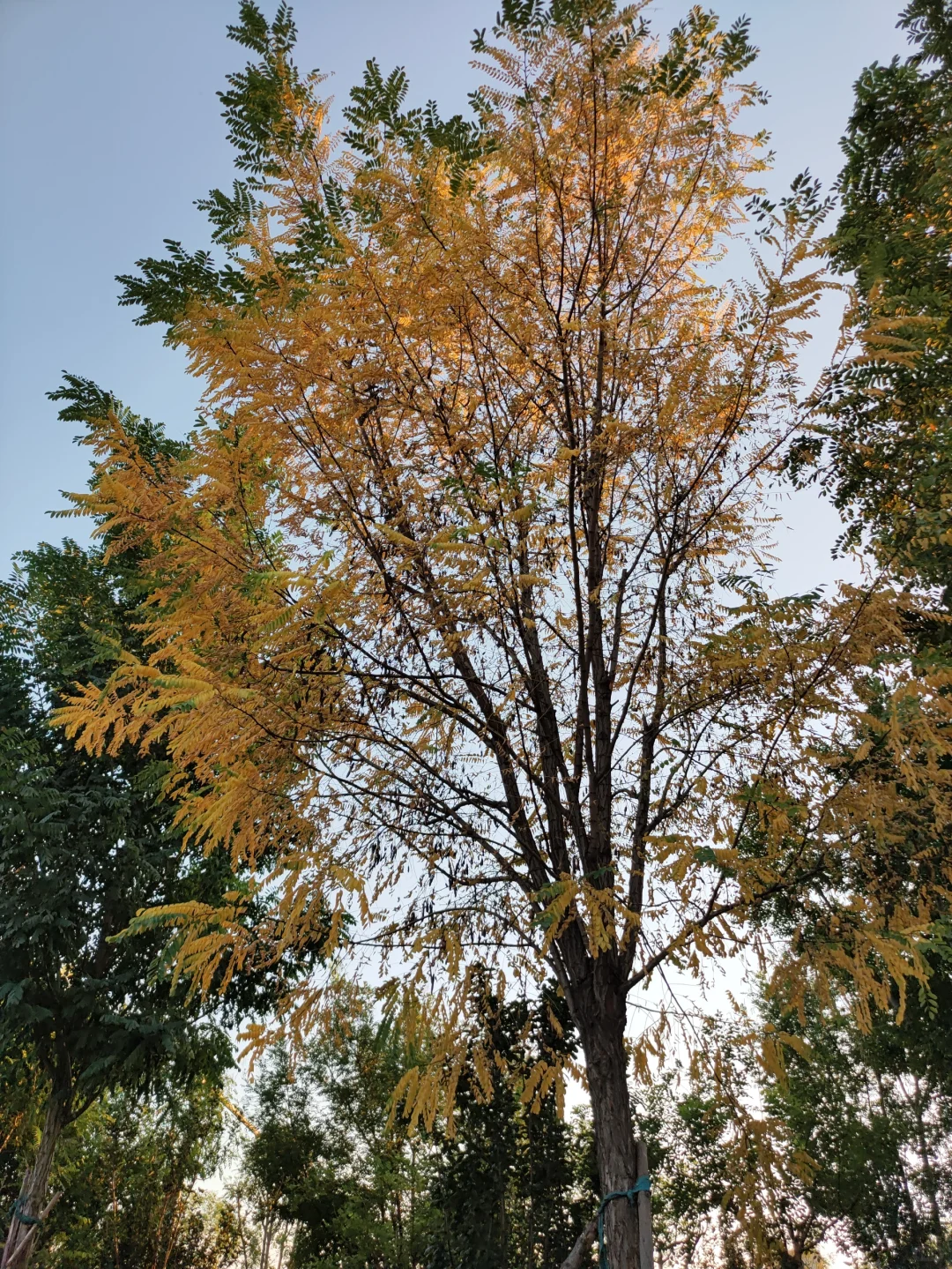 ?海河边的秘密花园！国家会展中心旁的遛