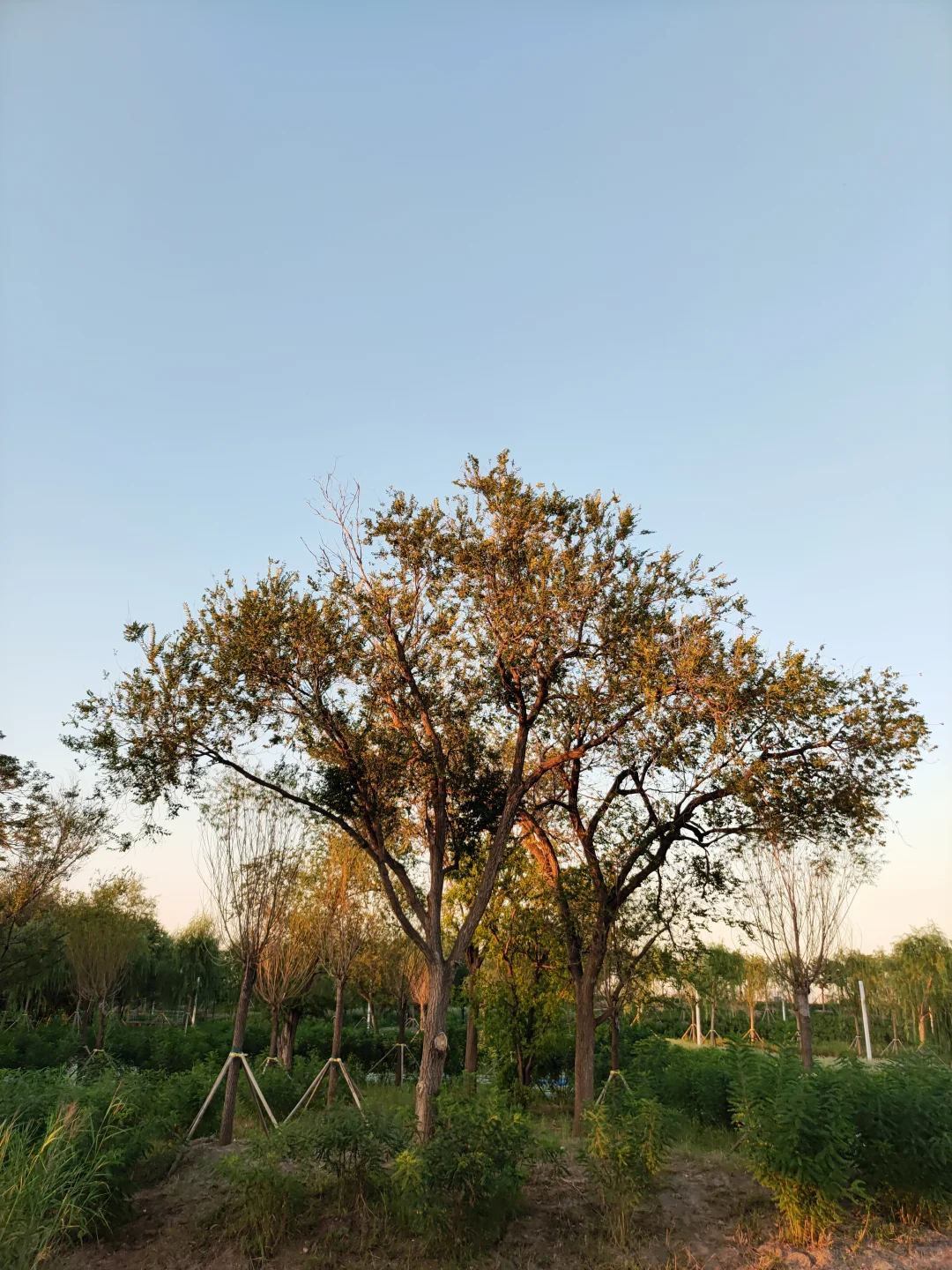 ?海河边的秘密花园！国家会展中心旁的遛