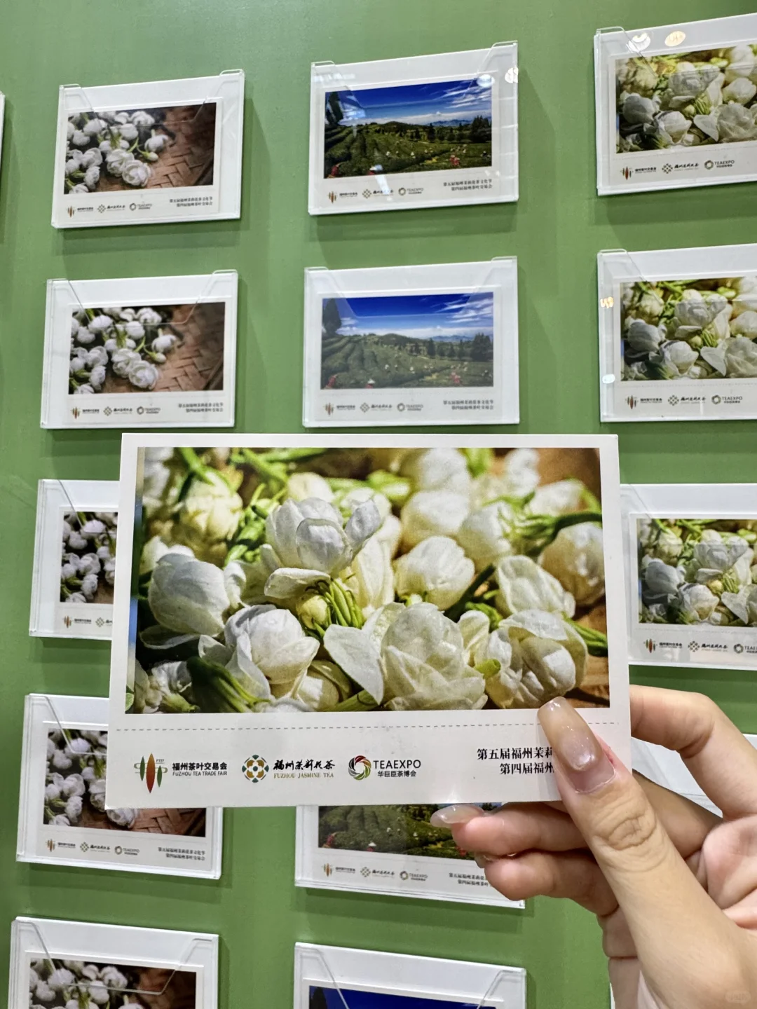 ✨福州茉莉花茶文化节|解锁茶文化新玩法！
