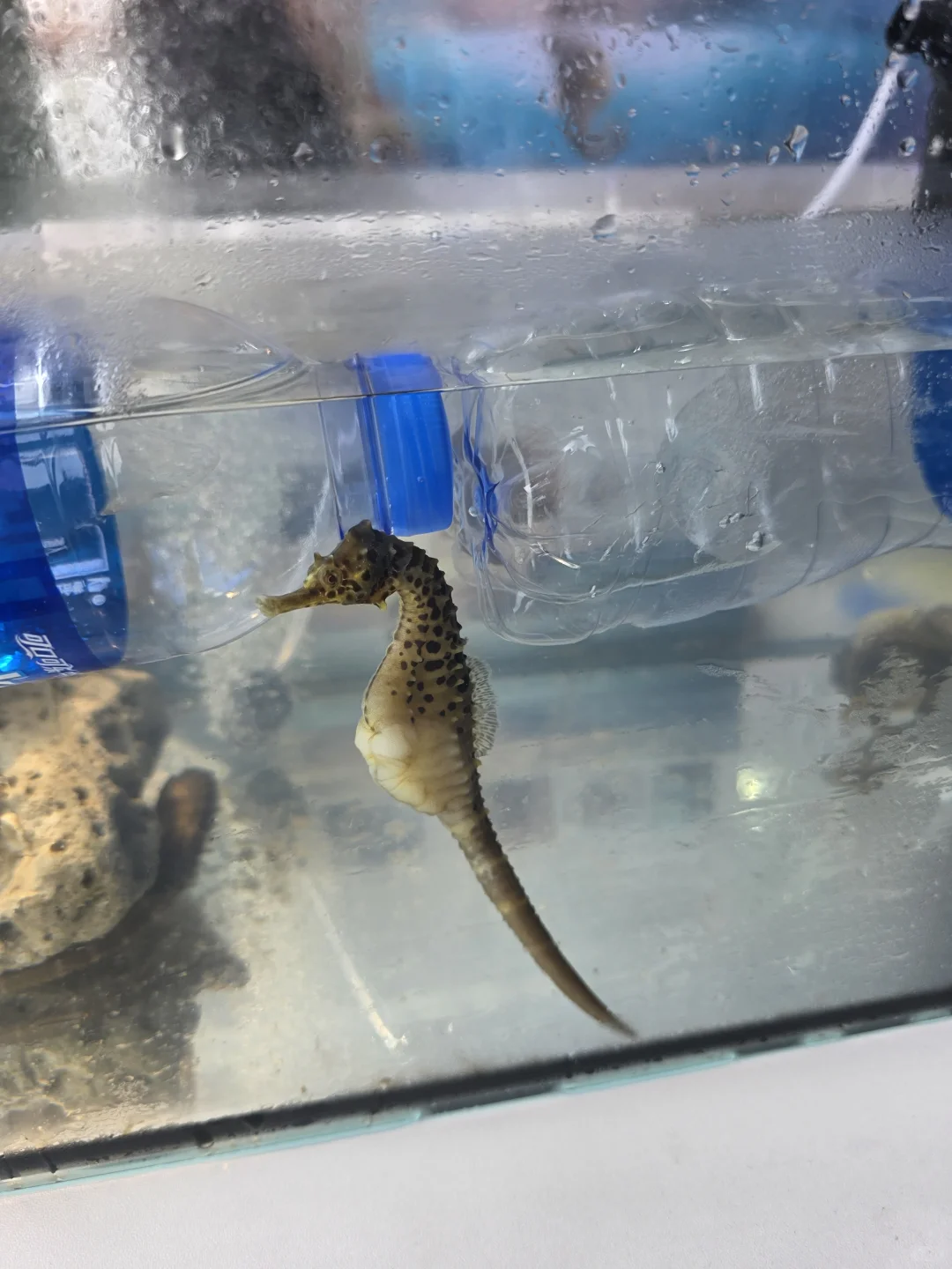中药材交易会