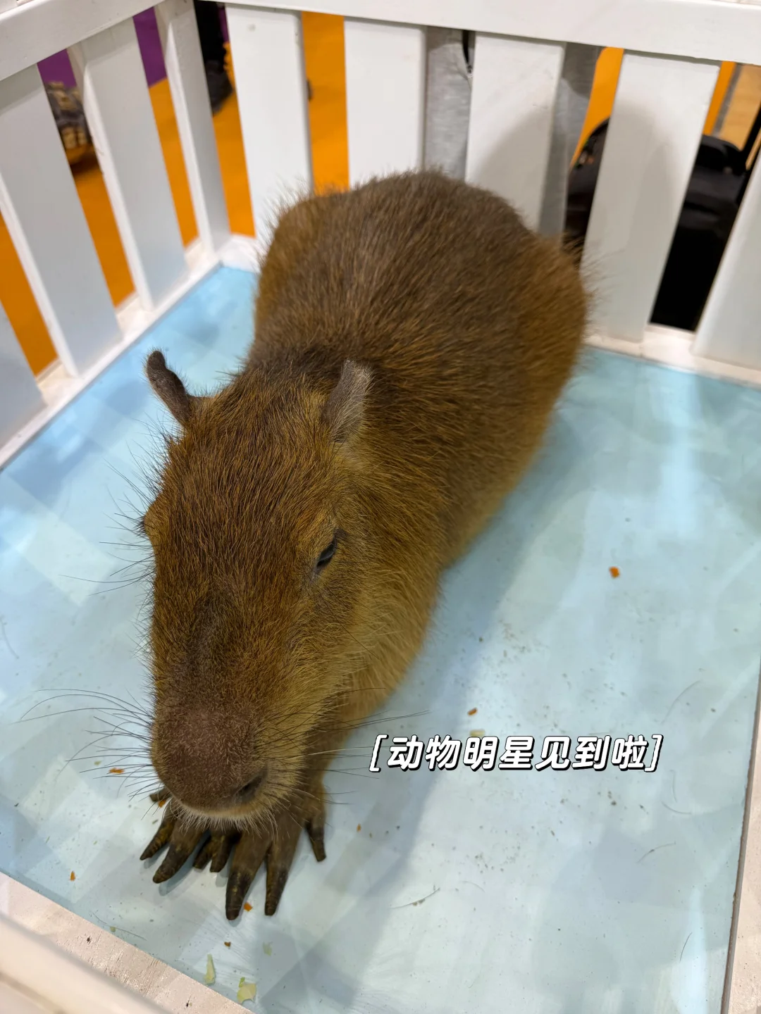 广州游戏展近千款游乐场新款电玩随便玩?