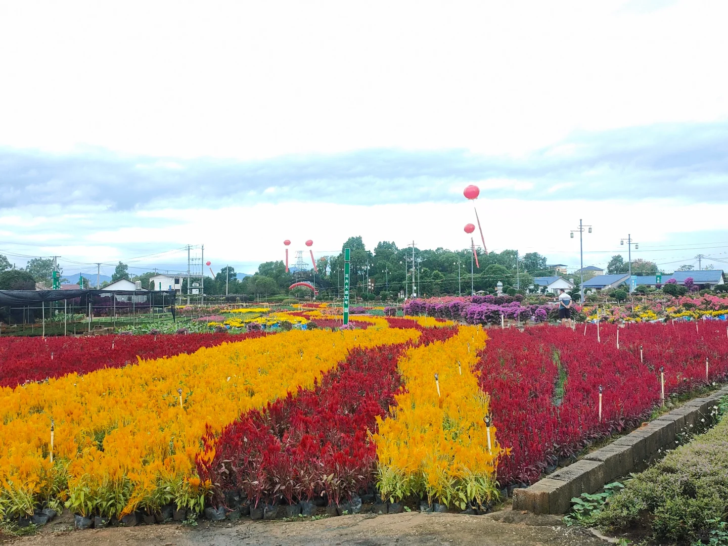 24年的花木展摆摊圆满结束