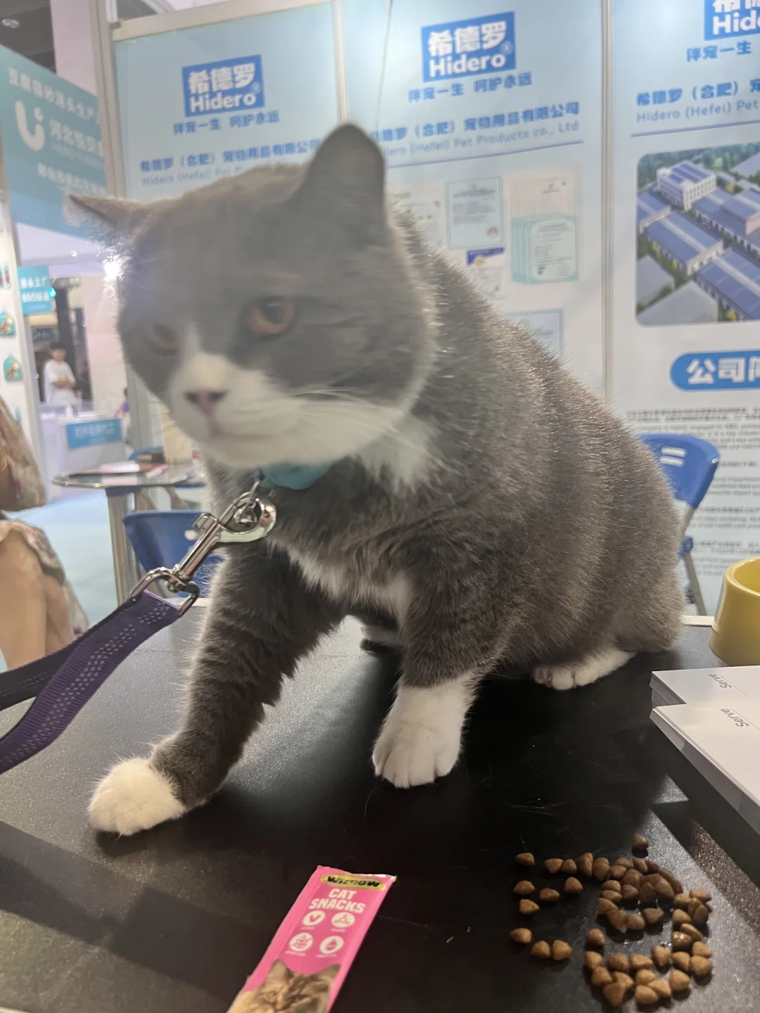 展上遇到的小猫咪们～