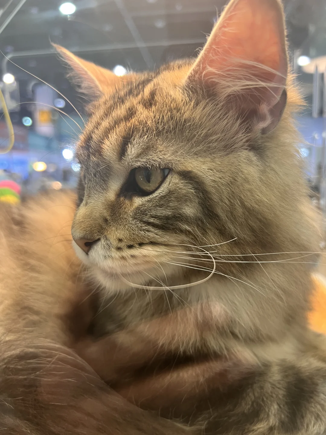 展上遇到的小猫咪们～