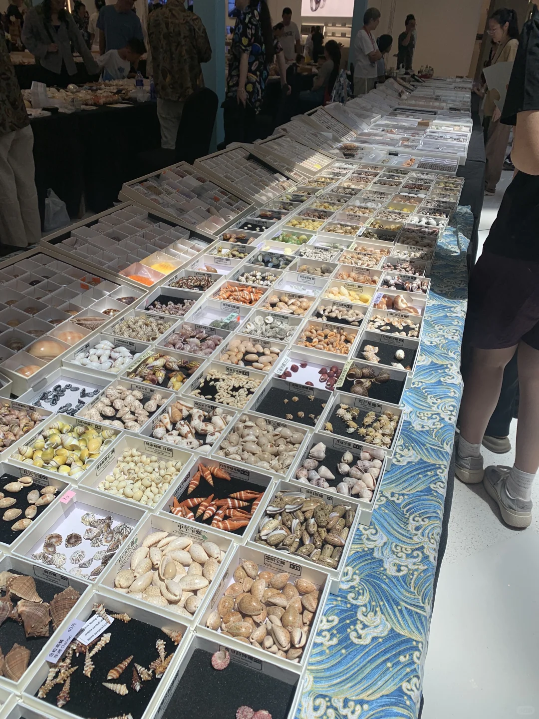 苏州贝壳展，攻略来了