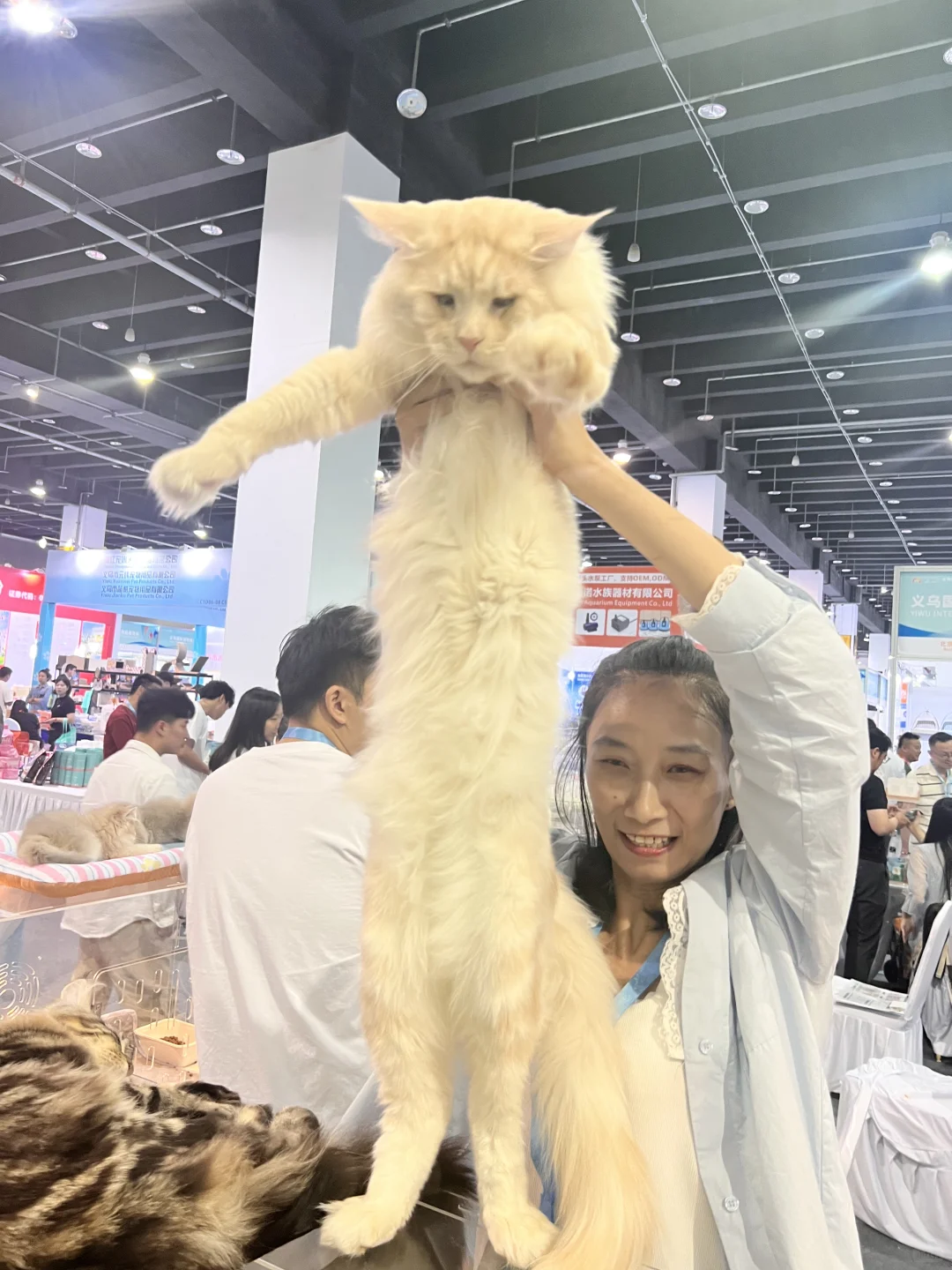 展上遇到的小猫咪们～