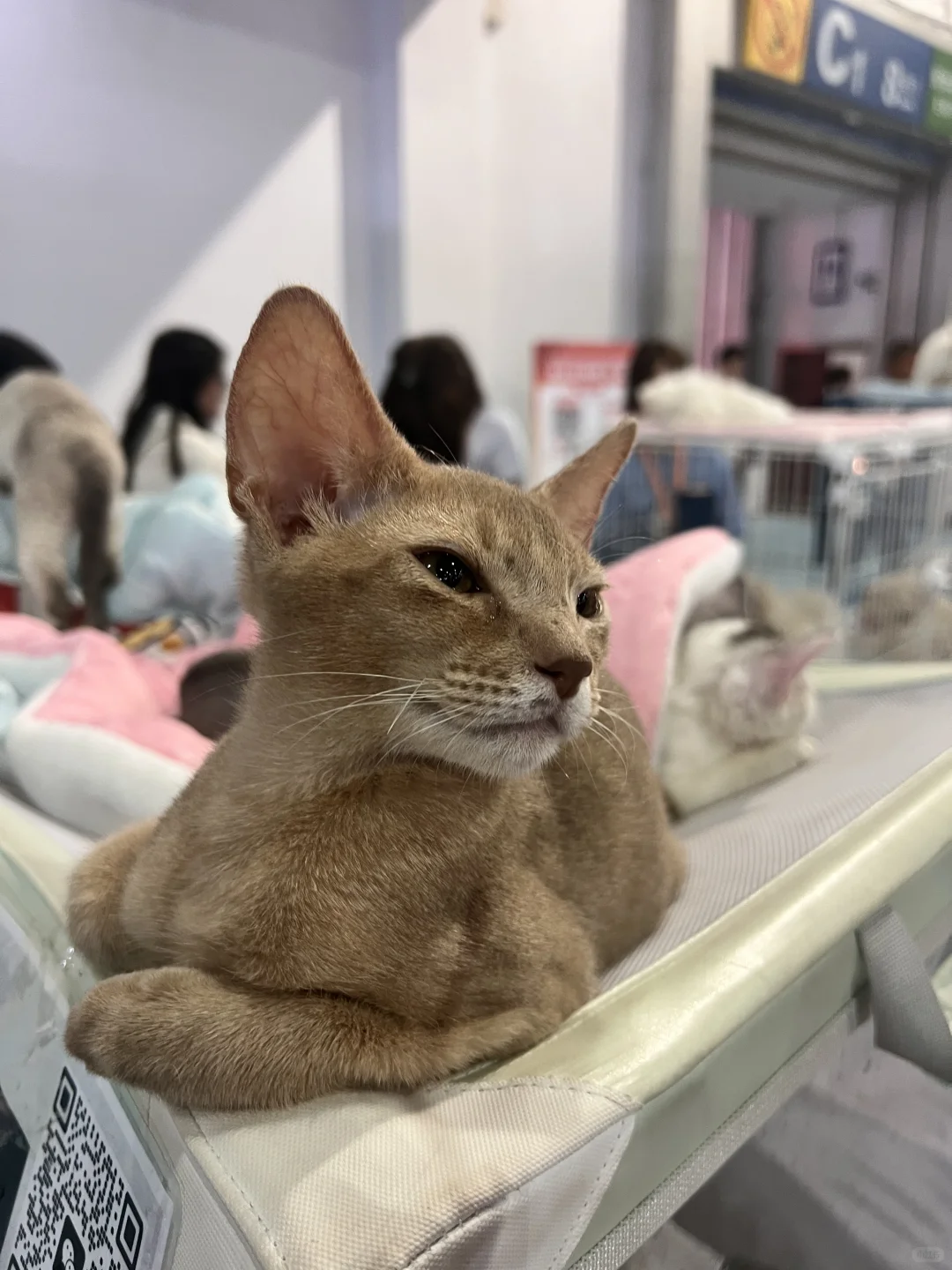 展上遇到的小猫咪们～