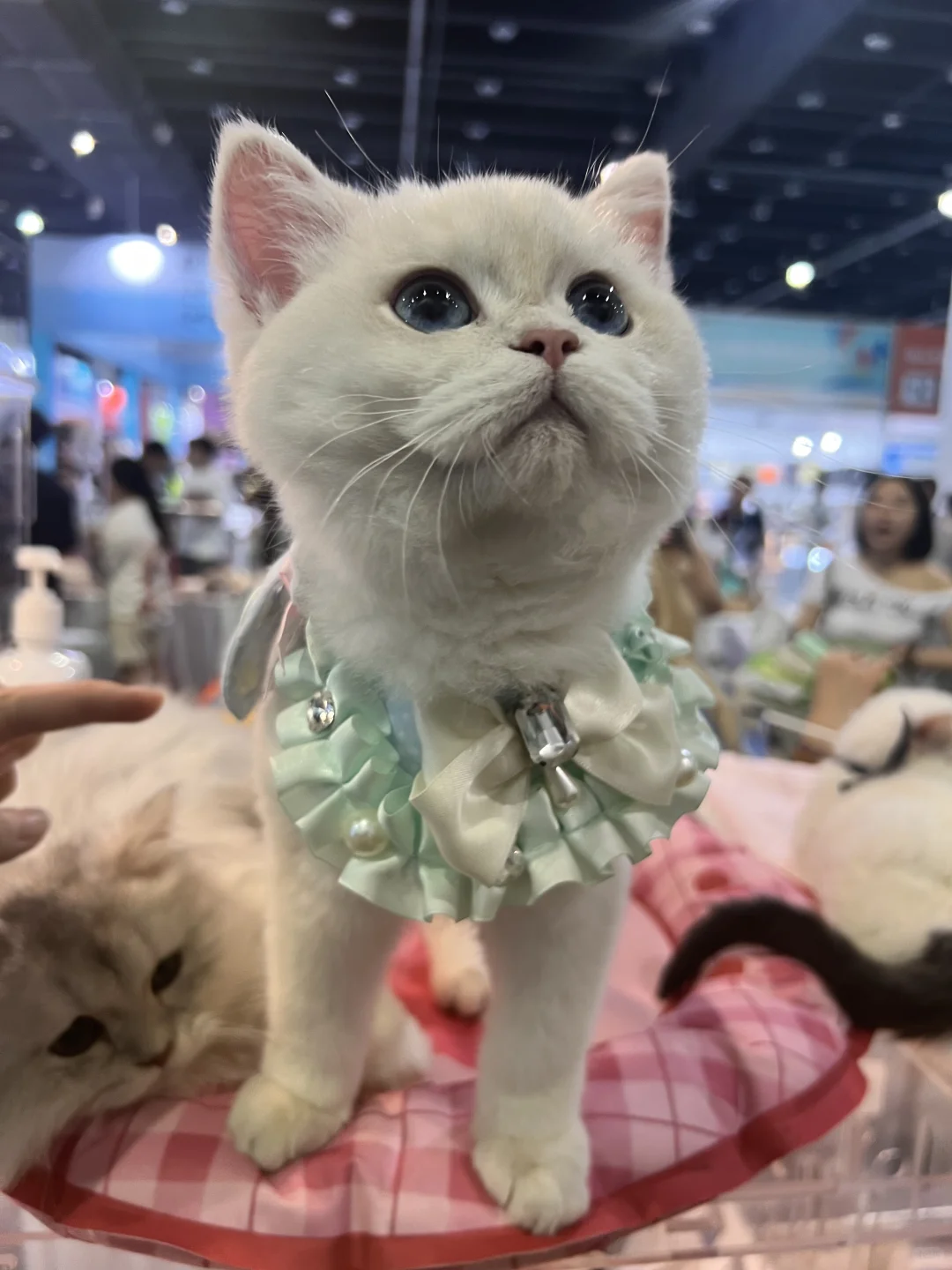 展上遇到的小猫咪们～