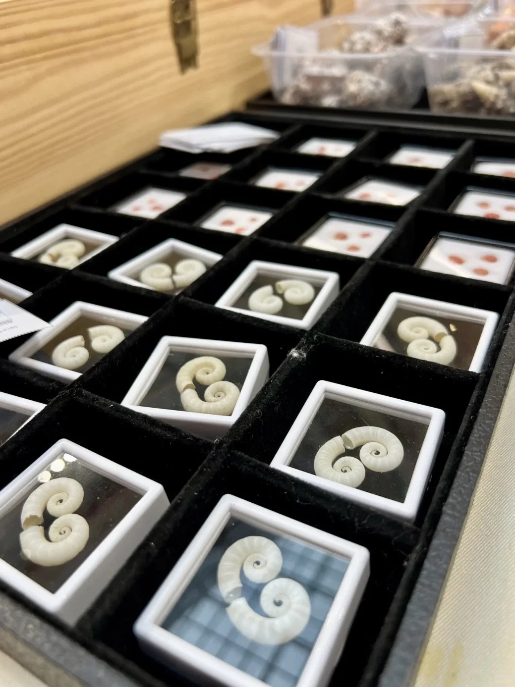 苏州贝壳展，攻略来了
