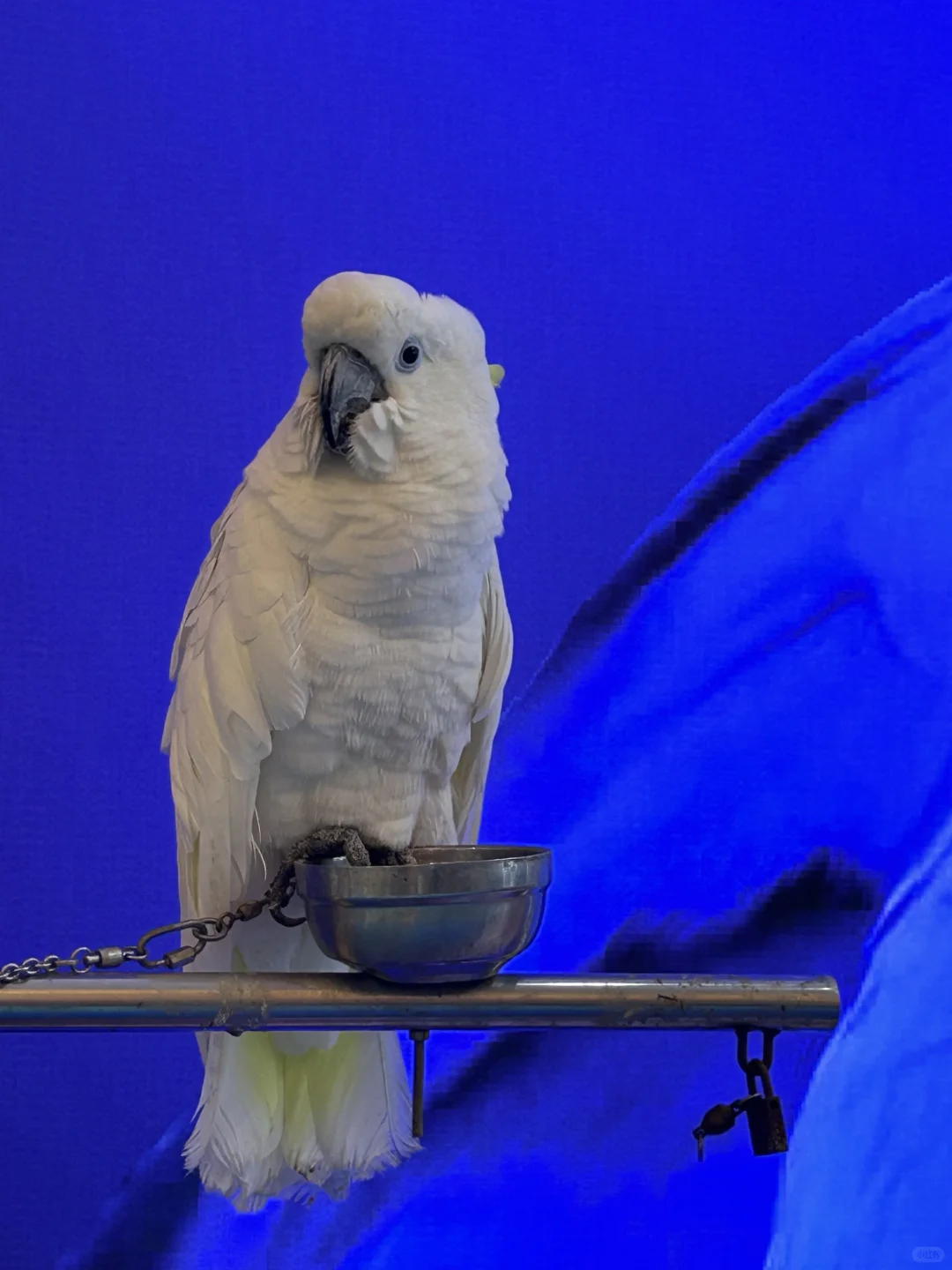 Hi Pet Fair Asia 2025