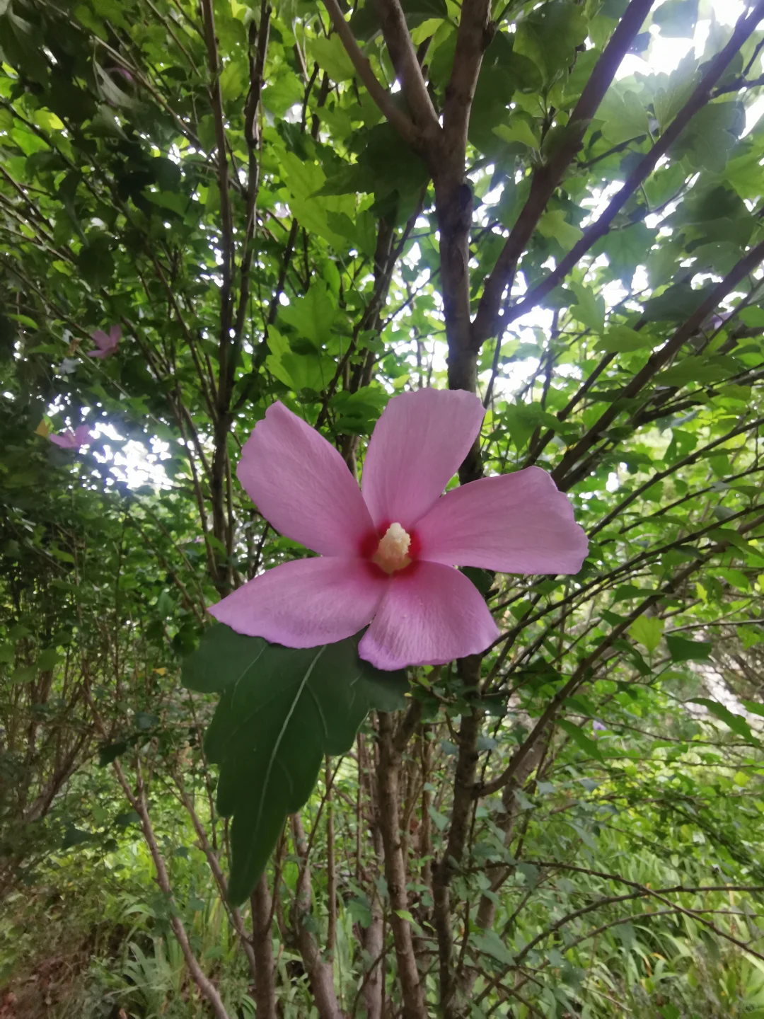 55岁的阿姨玩小红书