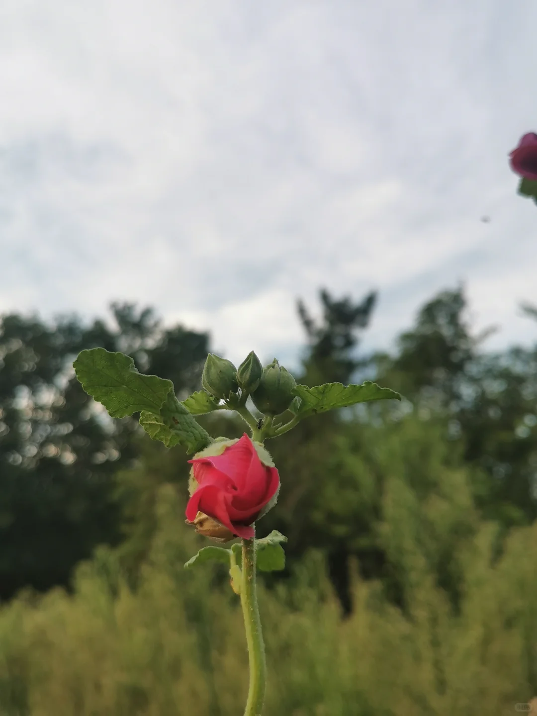 55岁的阿姨玩小红书