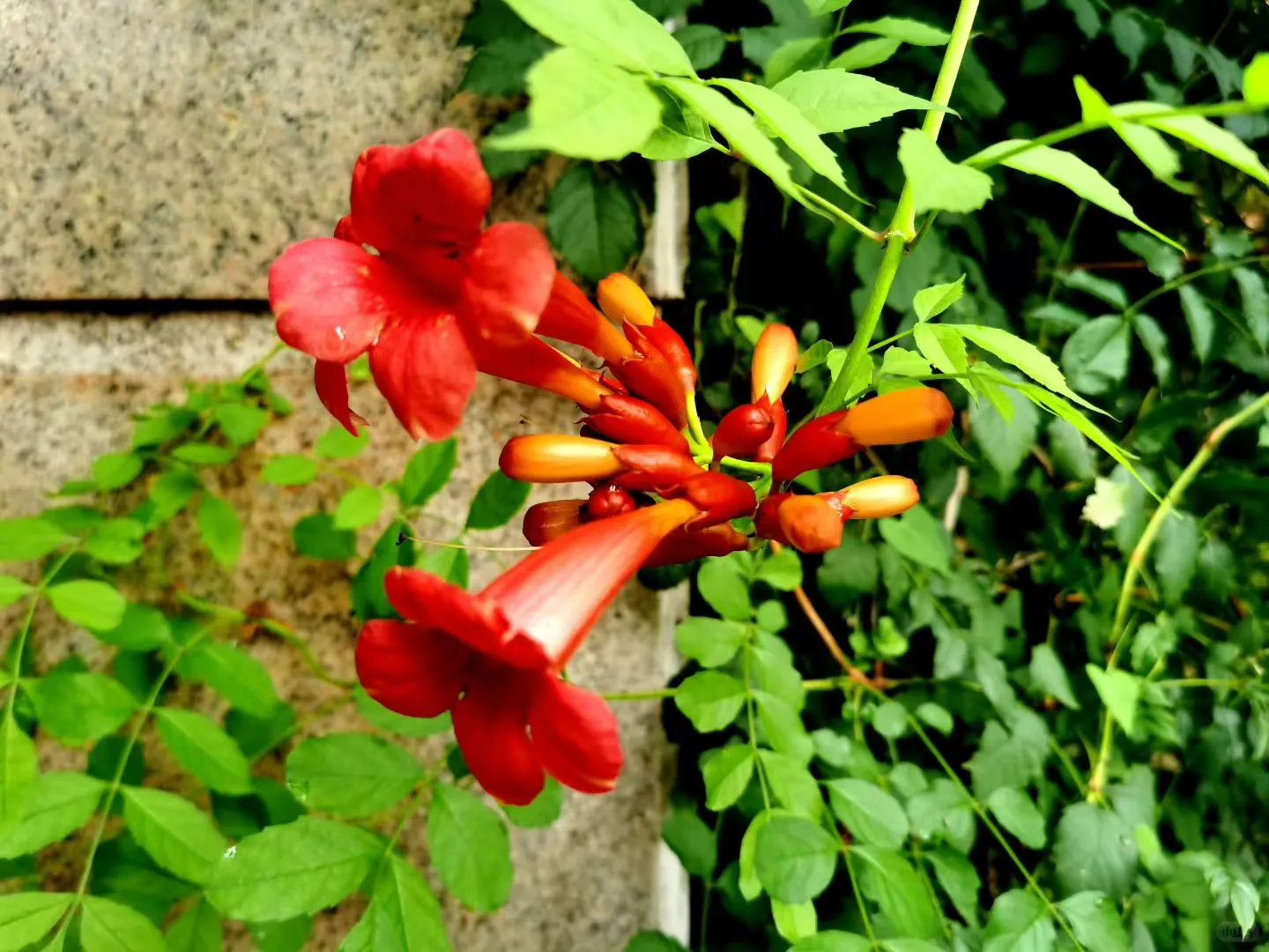 55岁的阿姨玩小红书