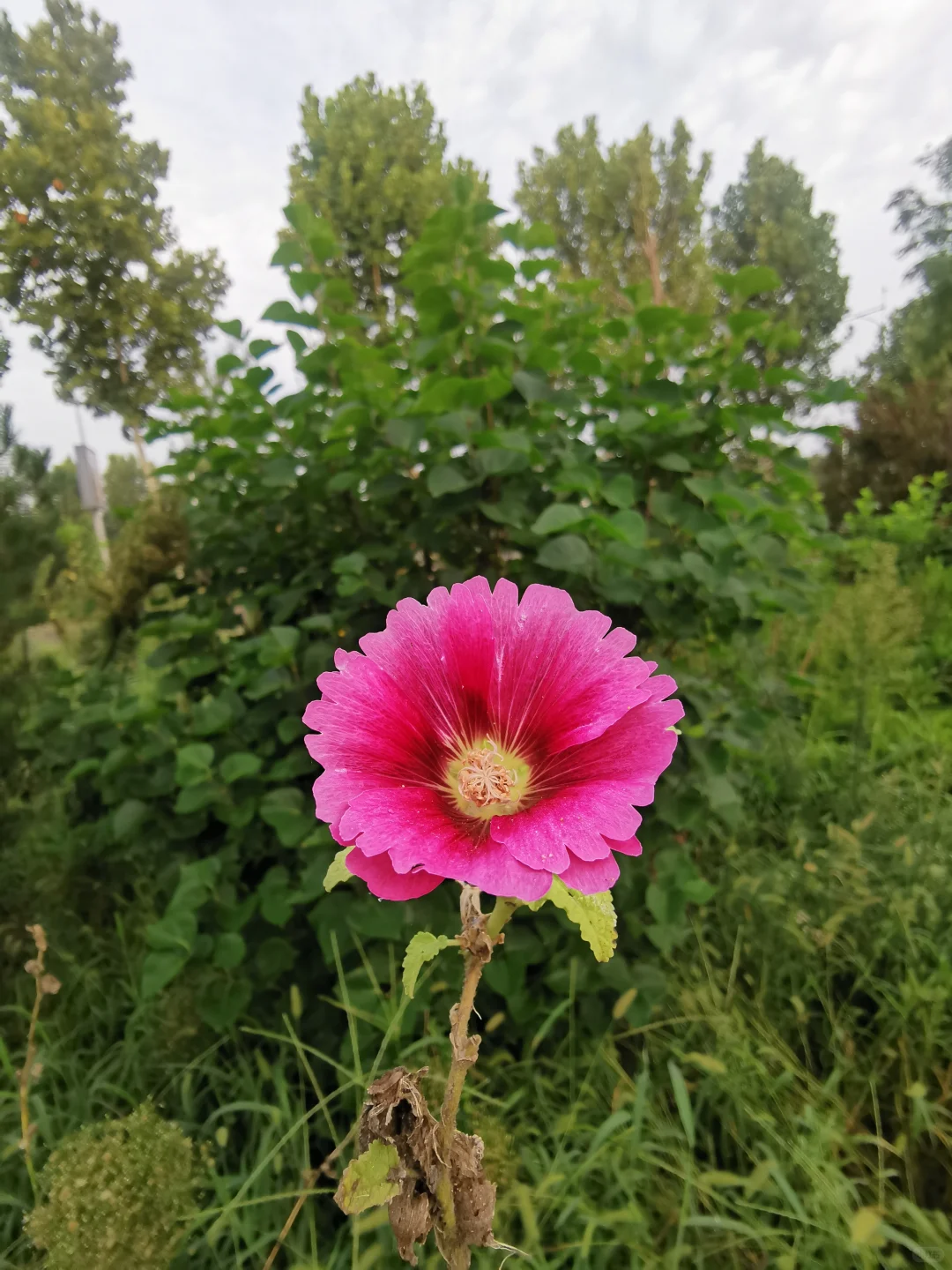 55岁的阿姨玩小红书