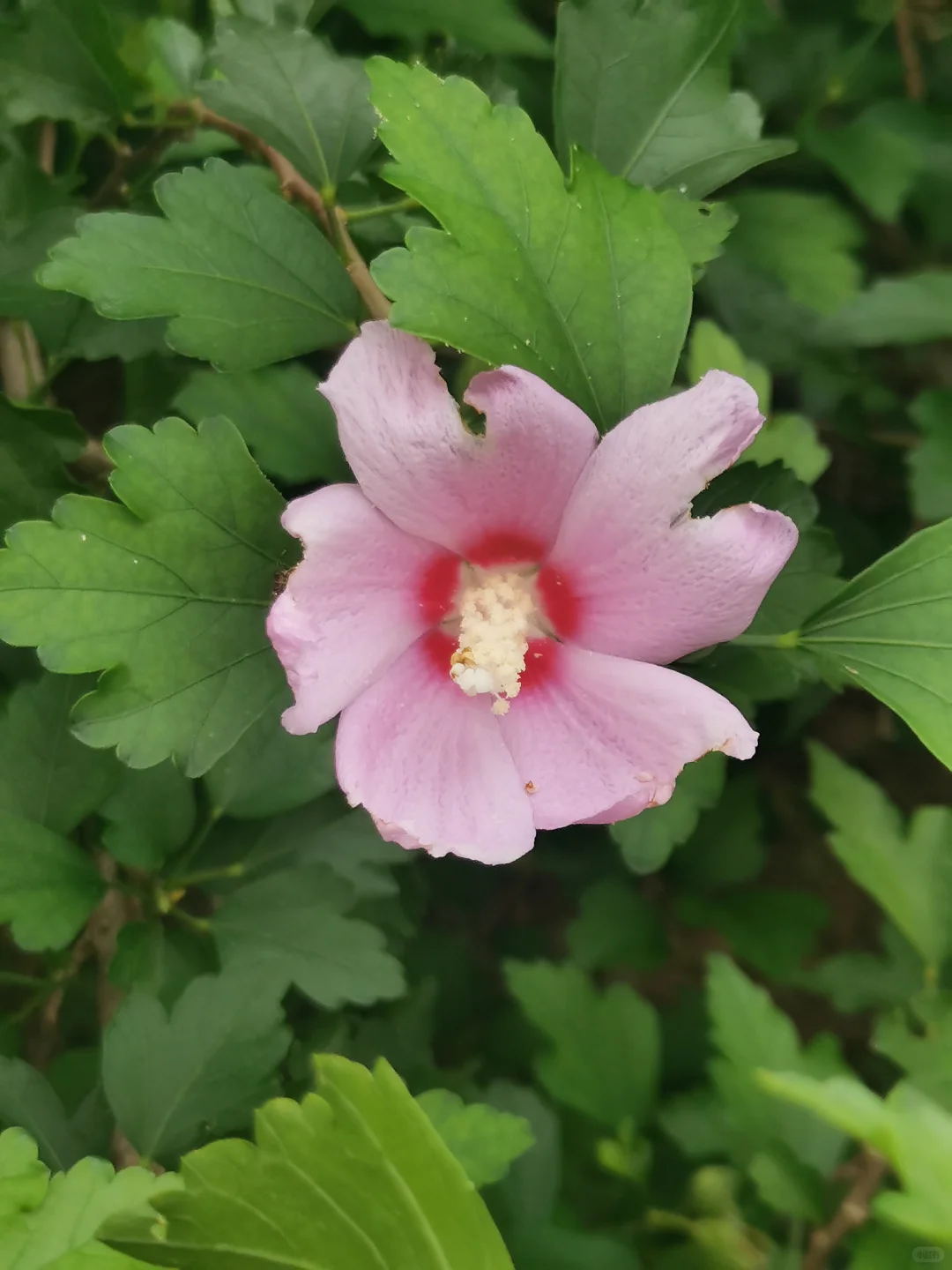 55岁的阿姨玩小红书