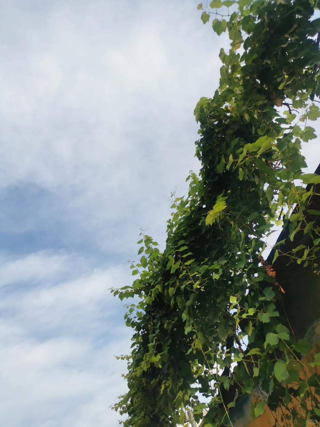 55岁的阿姨玩小红书