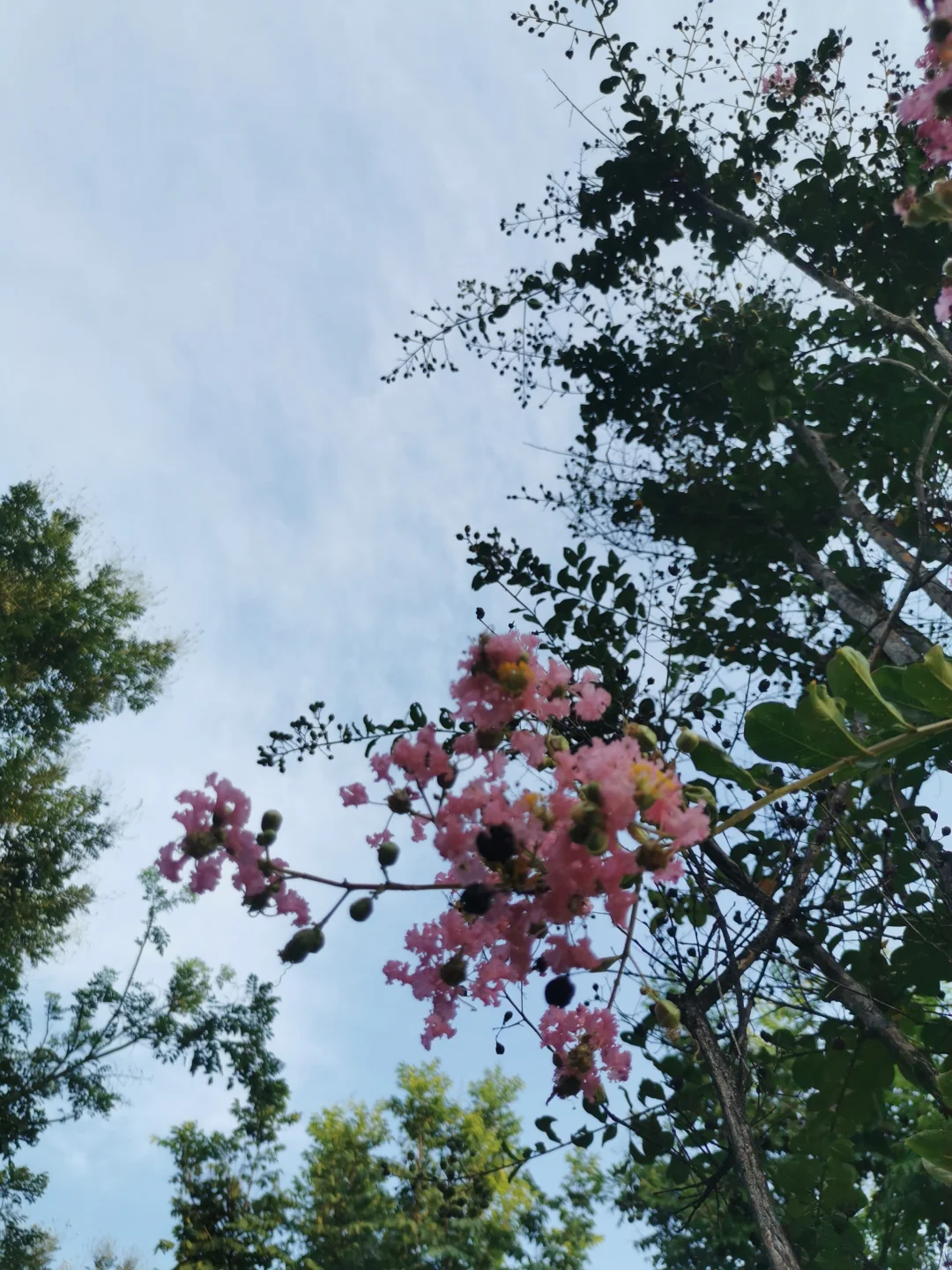 55岁的阿姨玩小红书