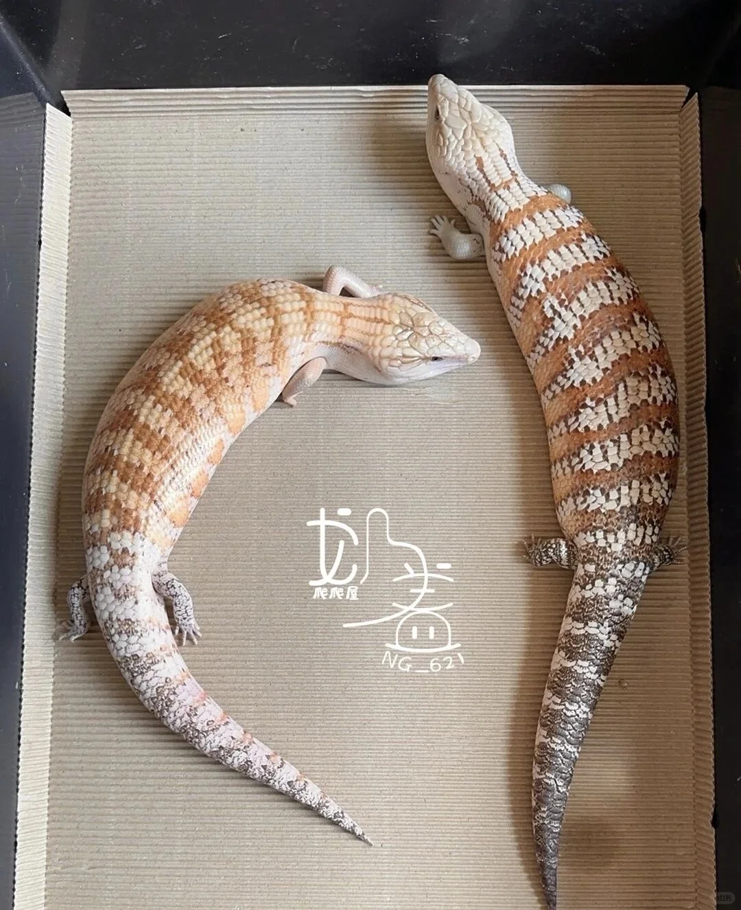 世爬展，送门票啦！！