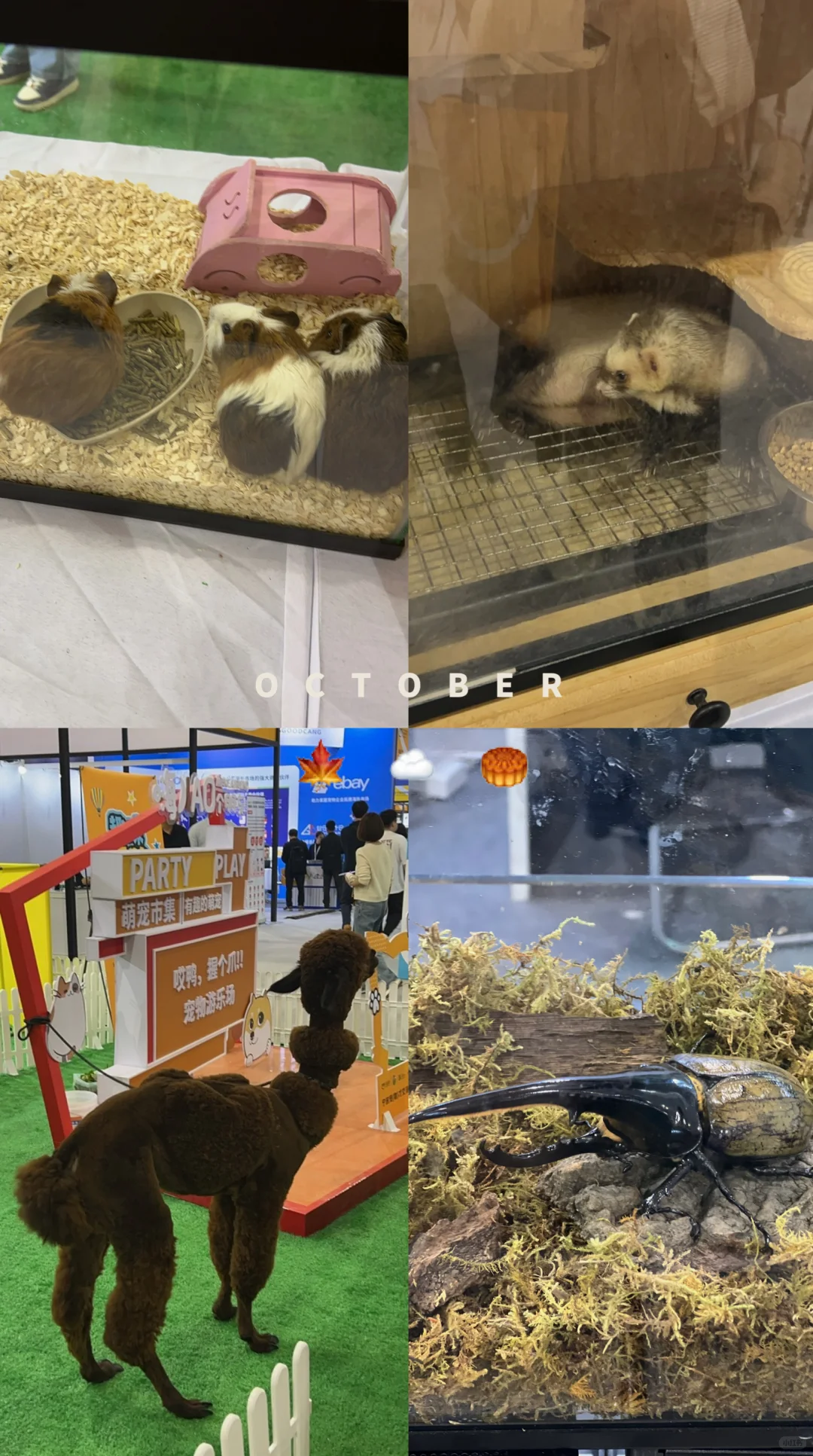 哈哈哈会展中心宠物战利品