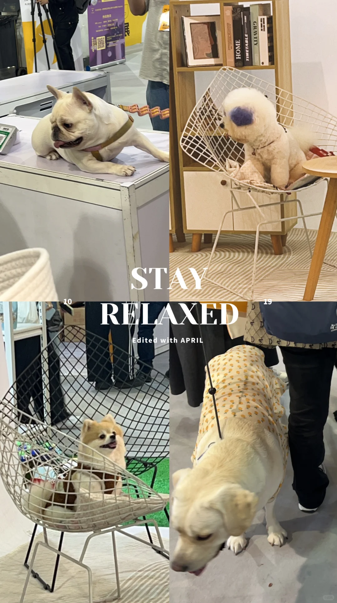 哈哈哈会展中心宠物战利品