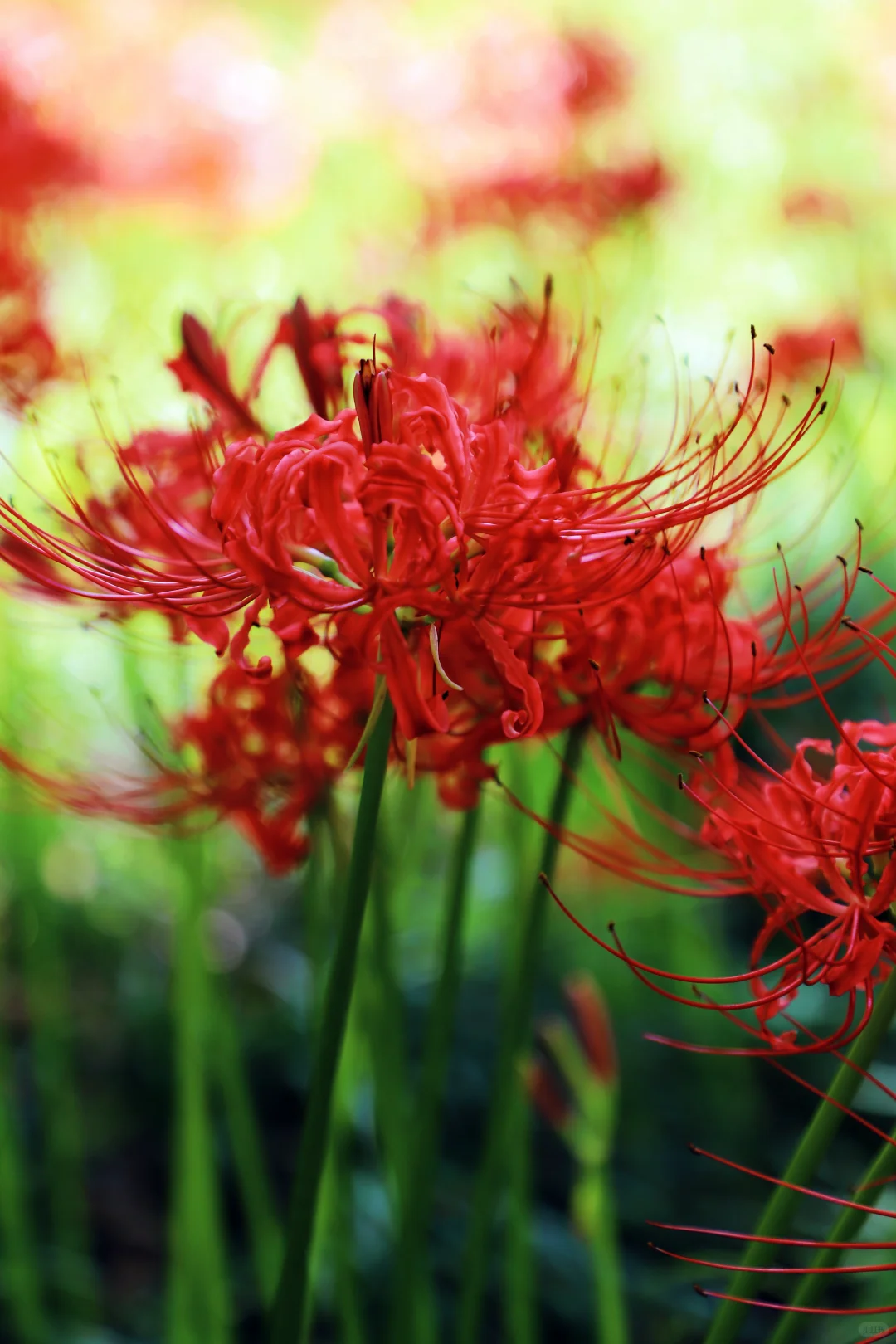 悦来会展公园 | 彼岸花