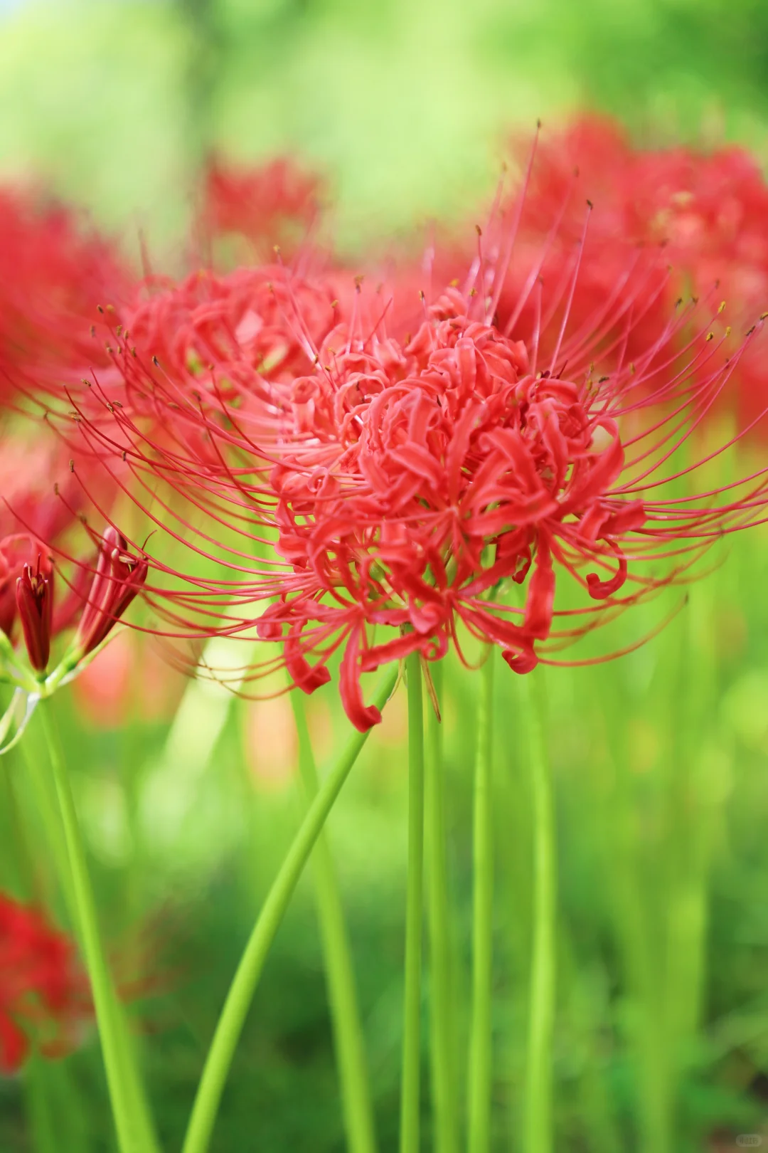 悦来会展公园 | 彼岸花