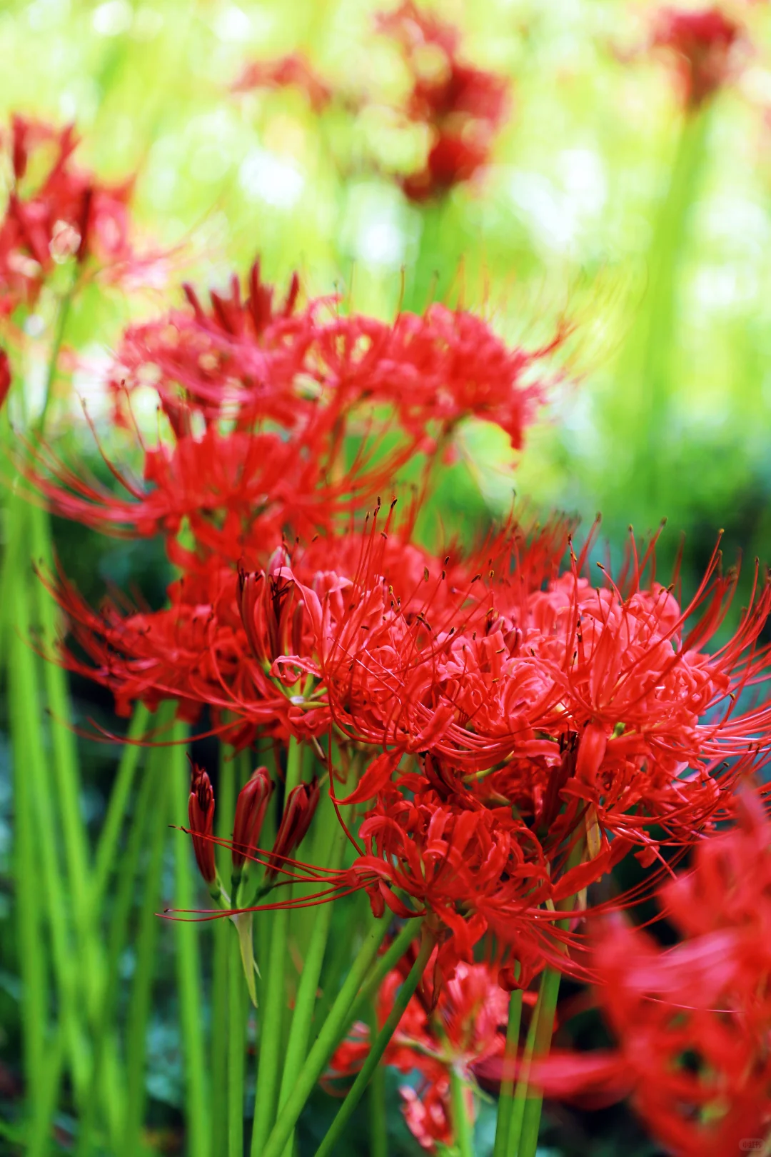 悦来会展公园 | 彼岸花