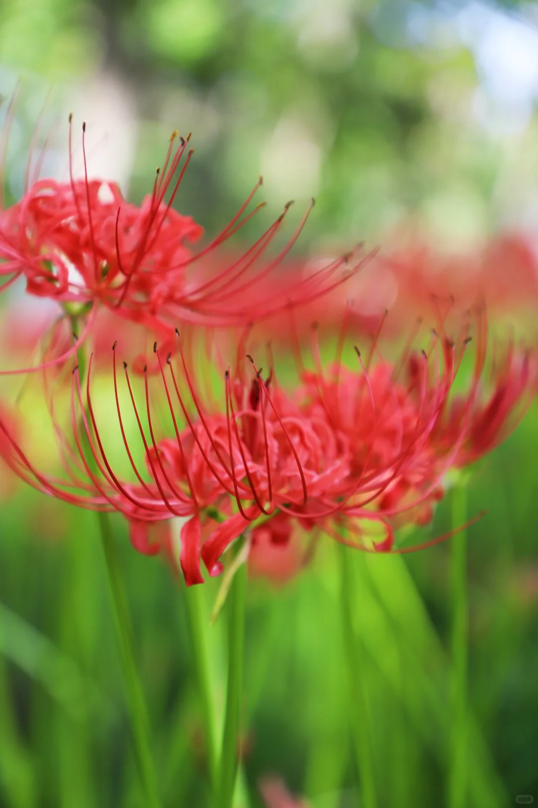 悦来会展公园 | 彼岸花