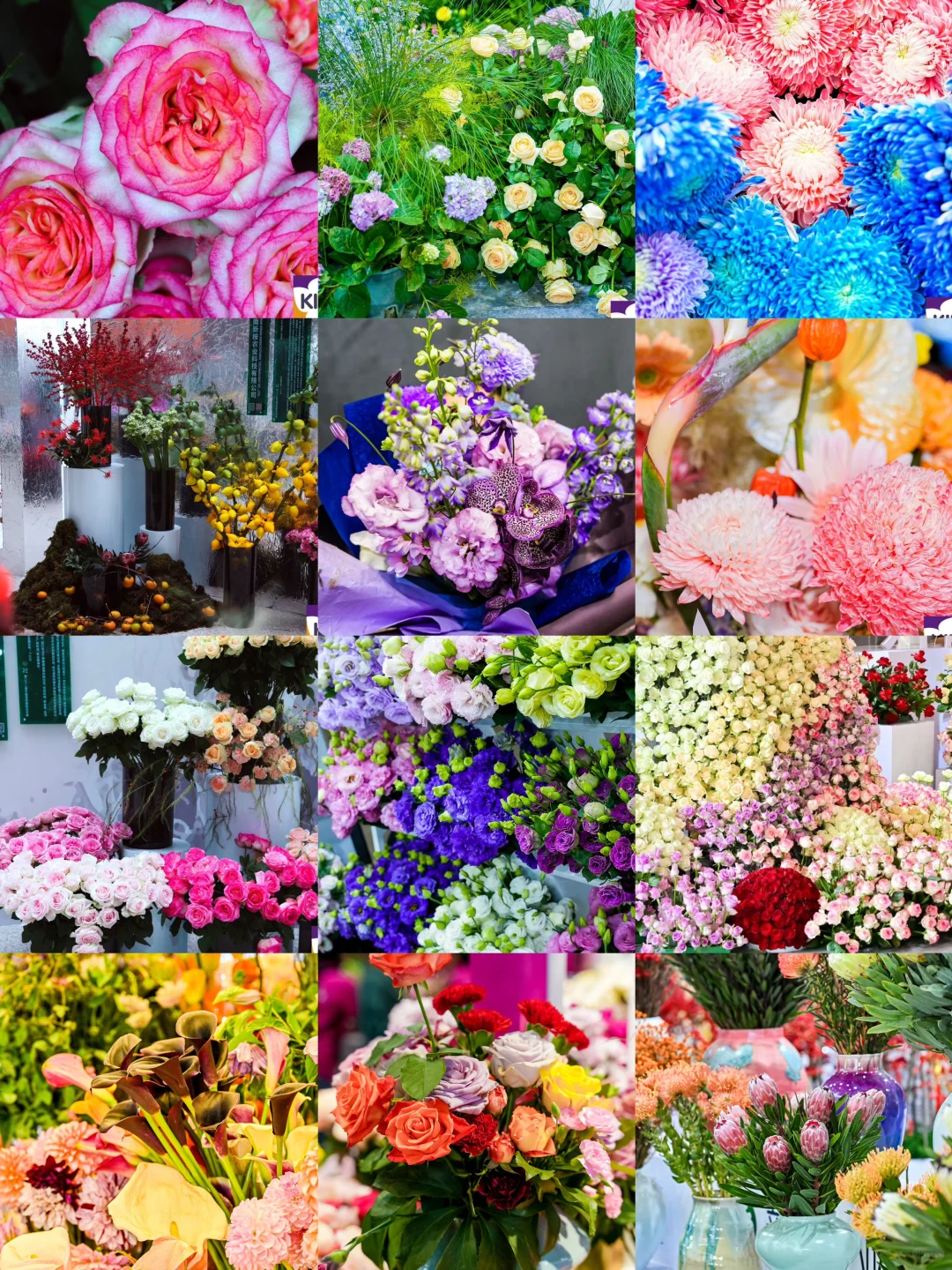 昆明花展参观指南｜收好这份攻略快乐逛展