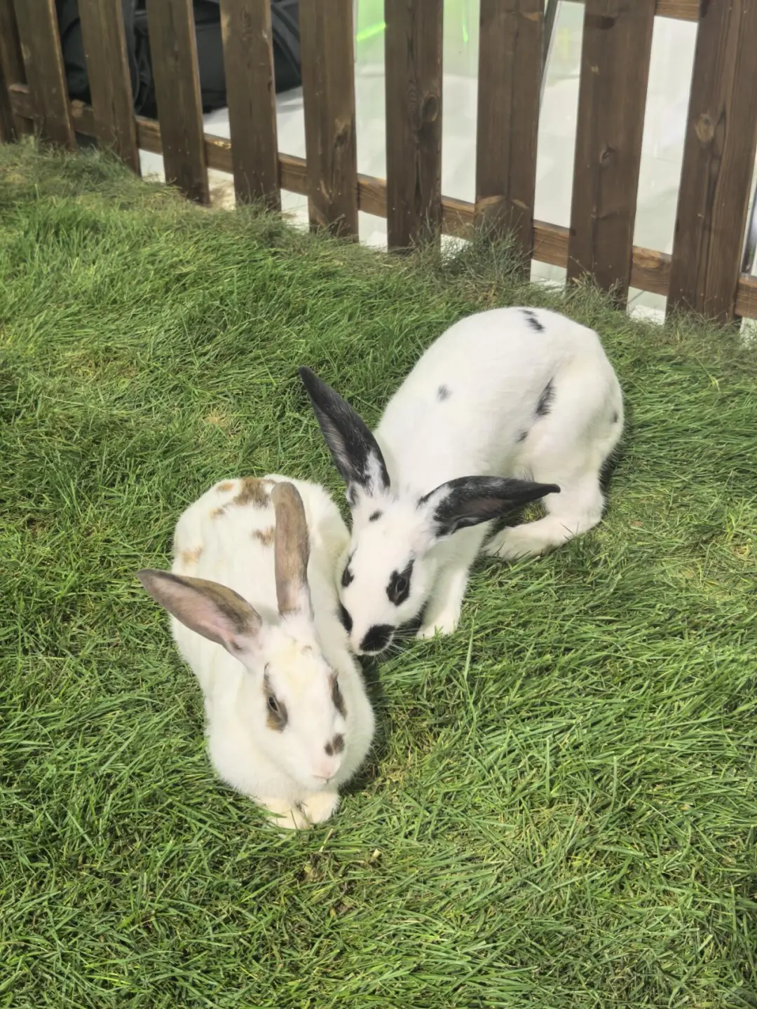 今天干点啥？第七届中阿博览会体验报告