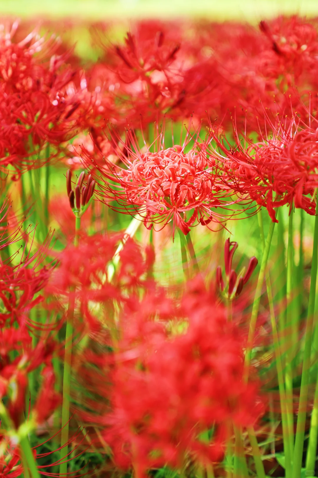 悦来会展公园 | 彼岸花