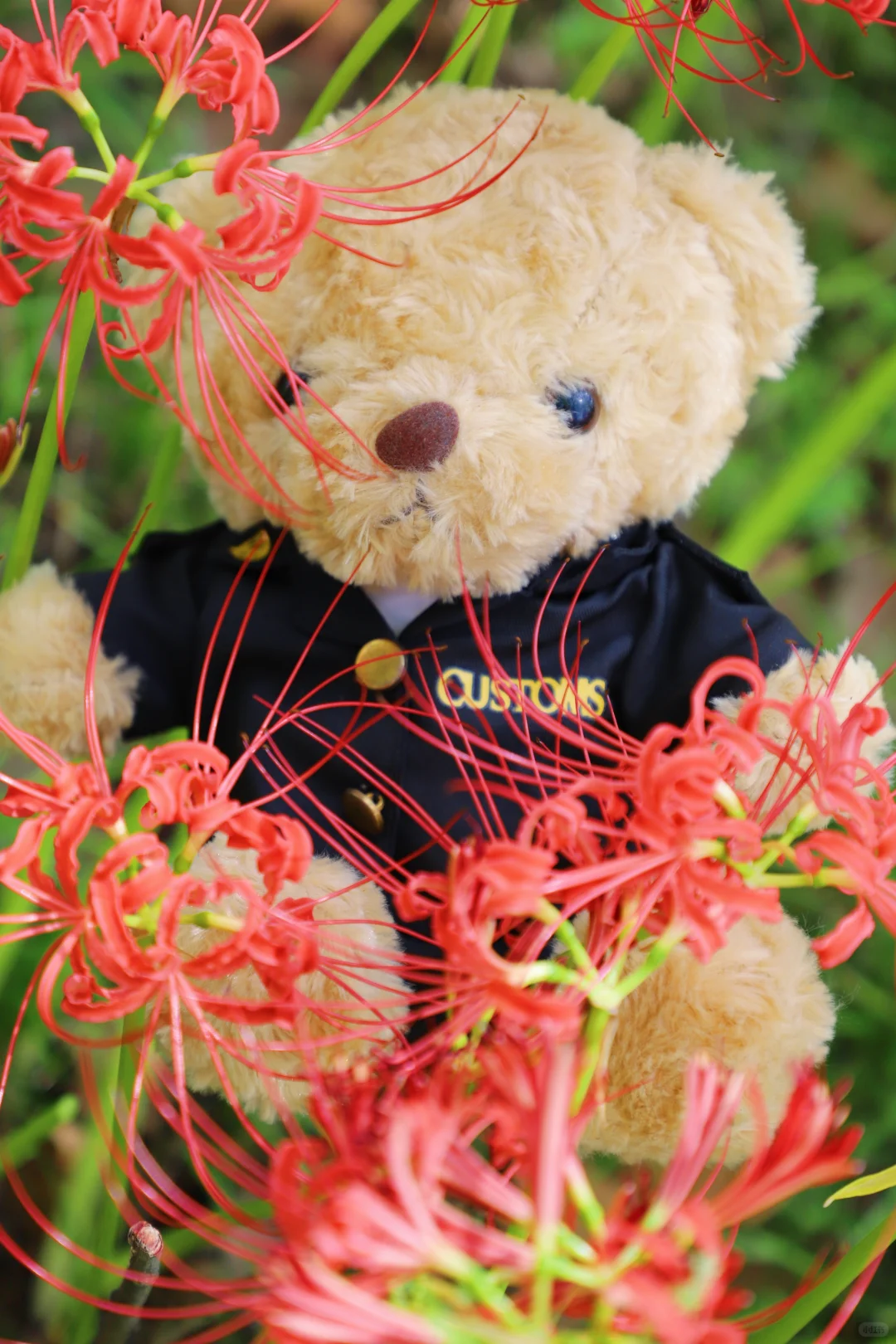 悦来会展公园 | 彼岸花