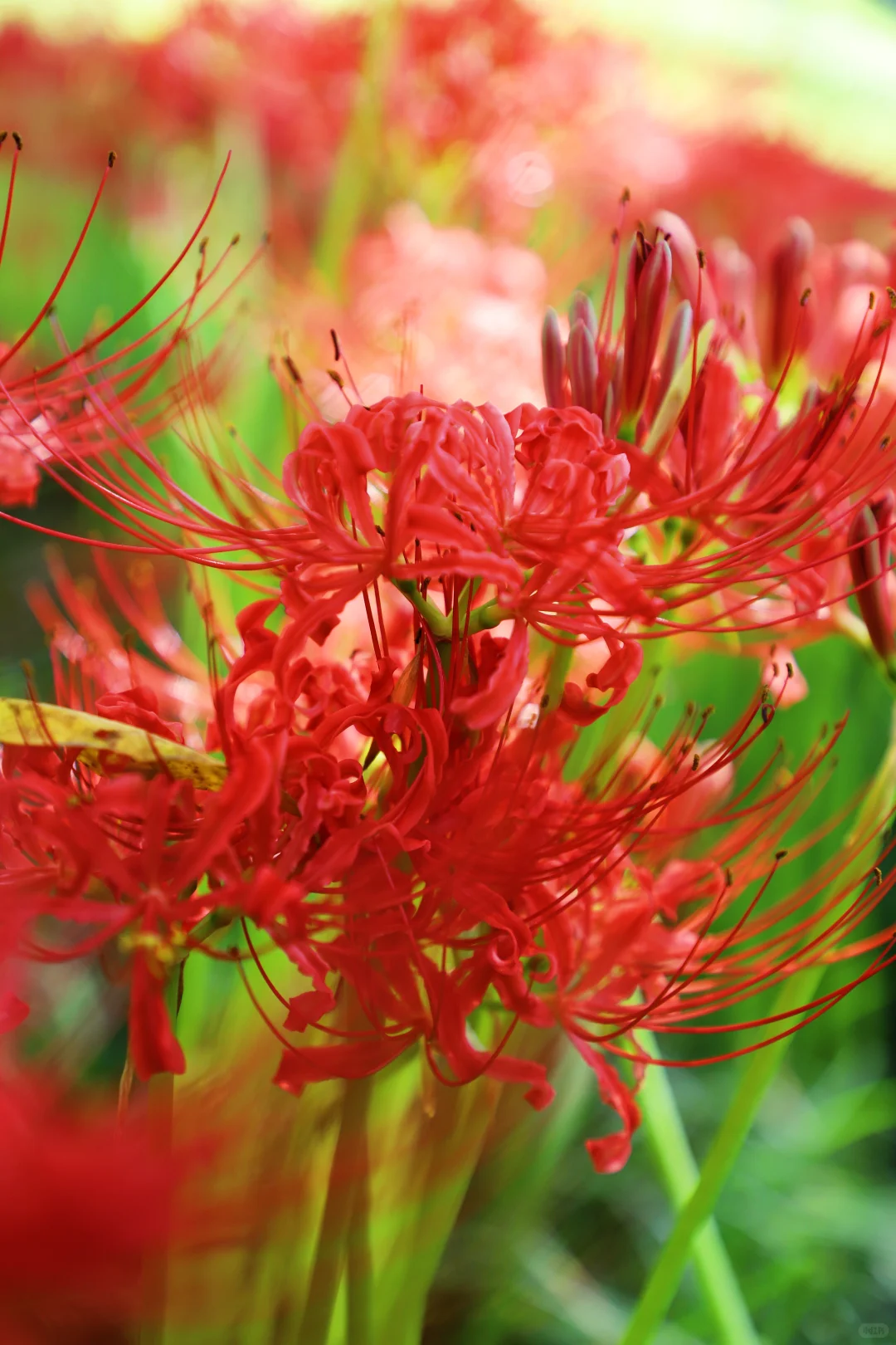 悦来会展公园 | 彼岸花