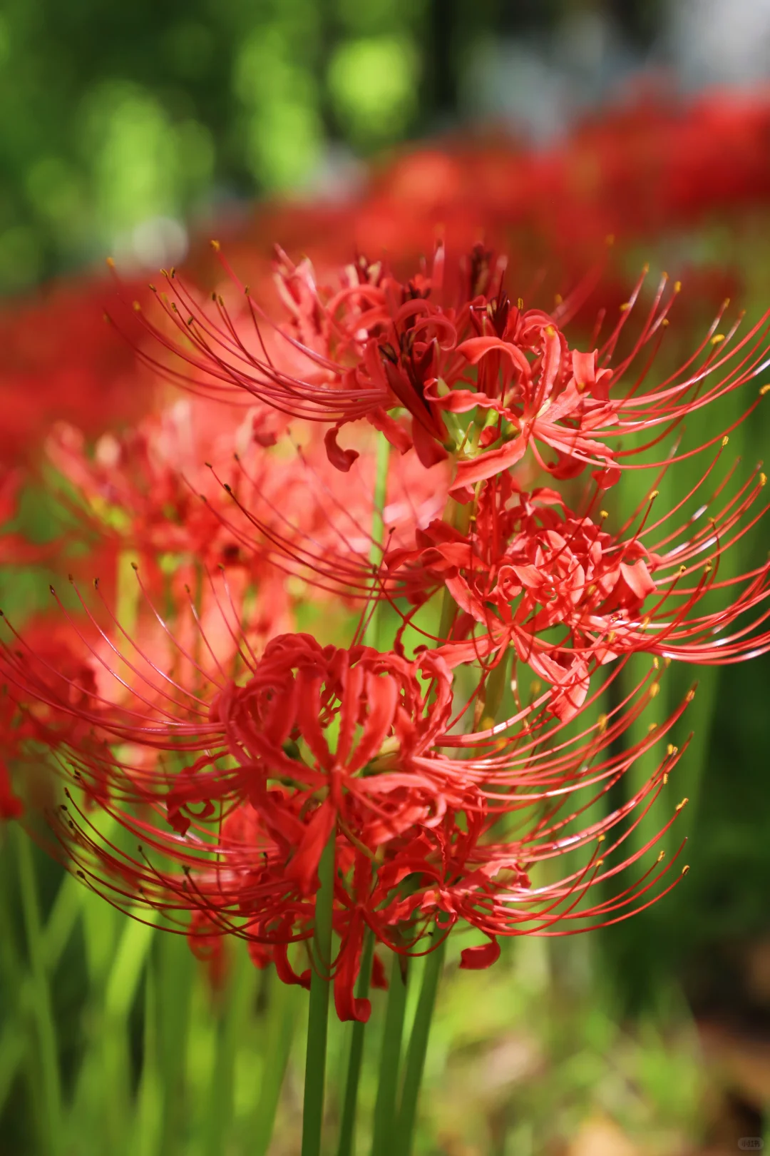 悦来会展公园 | 彼岸花